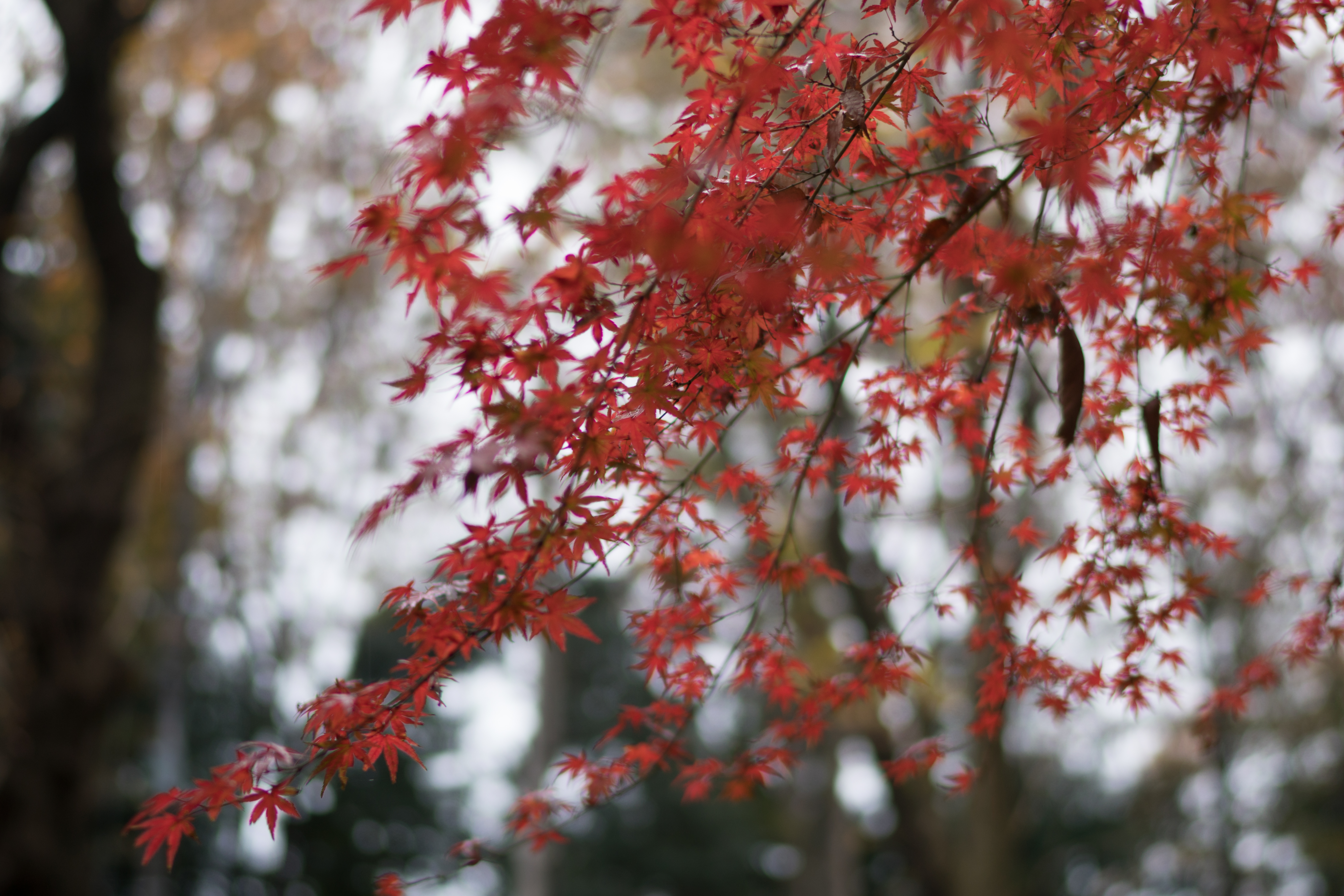 Wallpaper, Japan, sunlight, nature, red, snow, winter, branch, frost, Sony, blossom, spring, Tokyo, rowan, Jp, autumn, leaf, flower, season, CC, zeiss, chofu, distagon, distagonfe35mmf14, distagontfe35mmf14za, fe35mmf14, a6300, 6300, creativecommons
