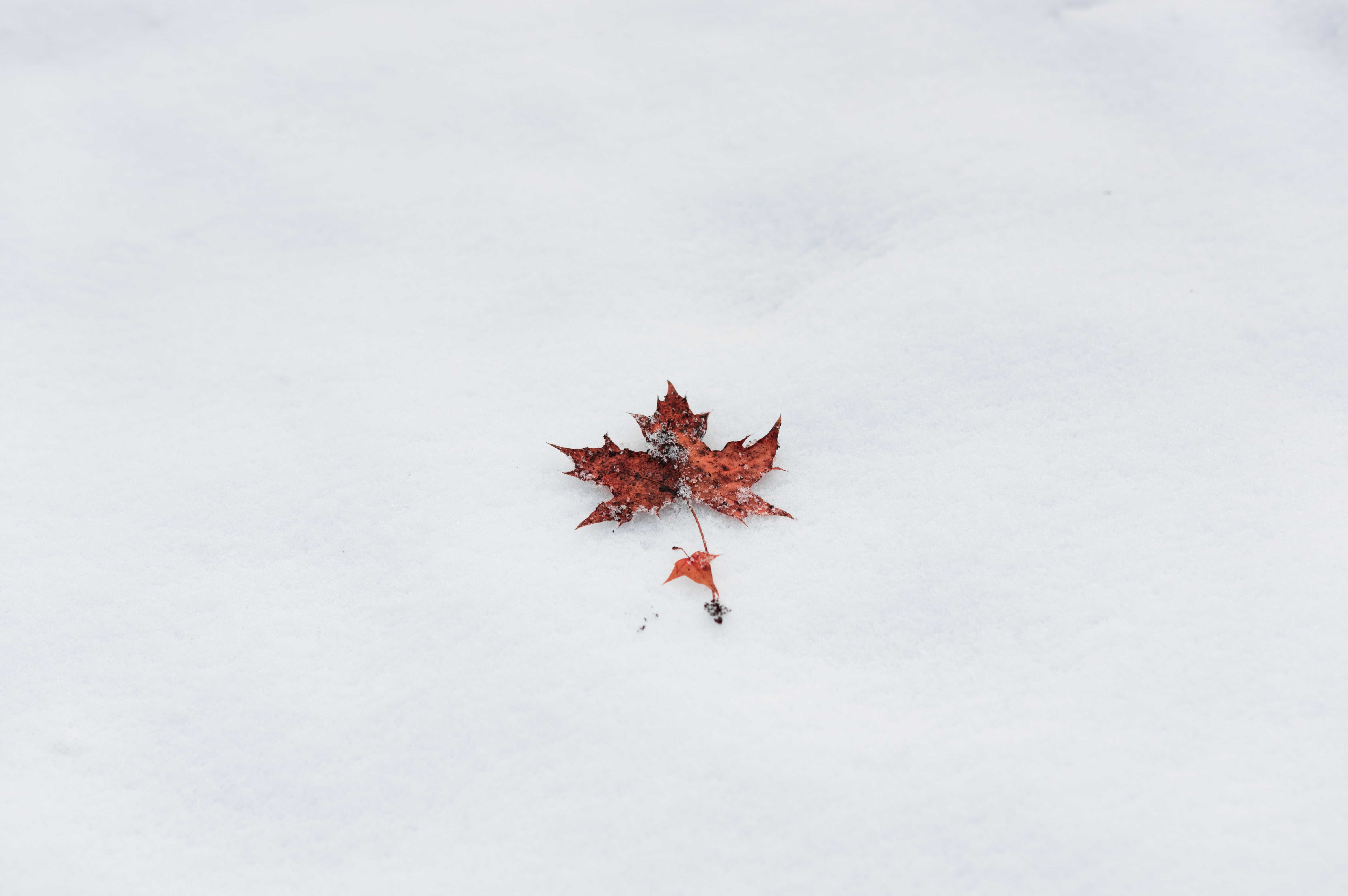 Free Image, tree, snow, winter, plant, sky, leaf, red, maple, twig, minimalist, simple, ppt background, mobile wallpaper 6016x4000