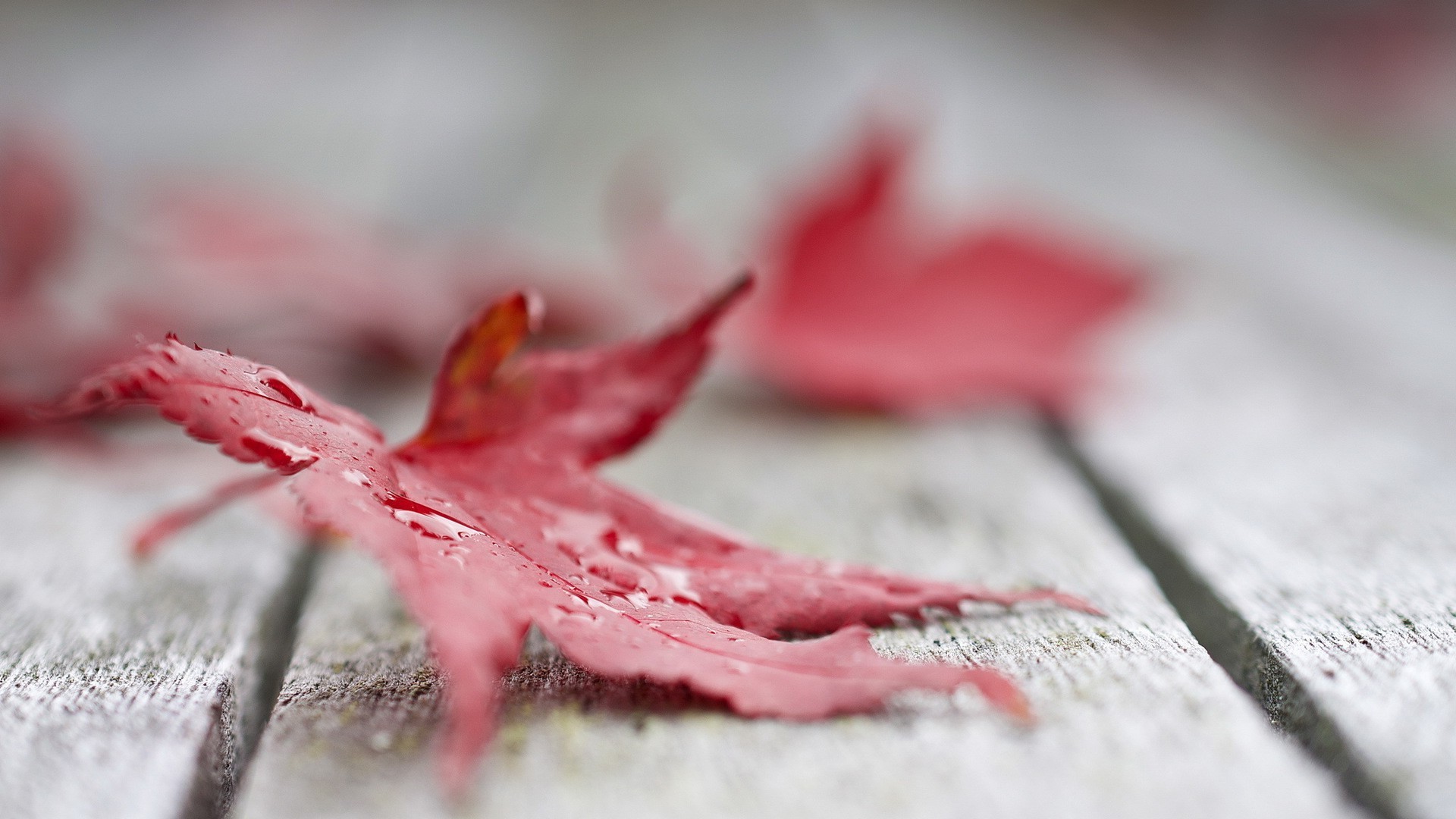Wallpaper, fall, depth of field, nature, wooden surface, snow, winter, water drops, closeup, frost, pink, red leaves, maple leaves, Freezing, color, leaf, flower, plant, season, hand, petal, lip, 1920x1080 px, organ