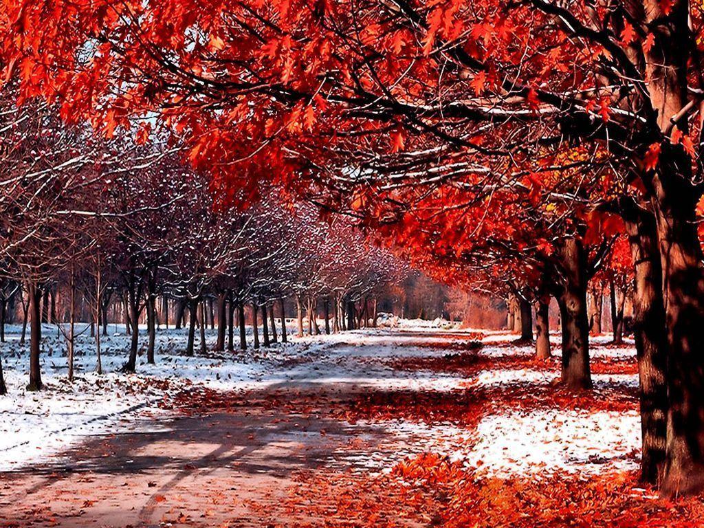 Autumn Snow Wallpaper