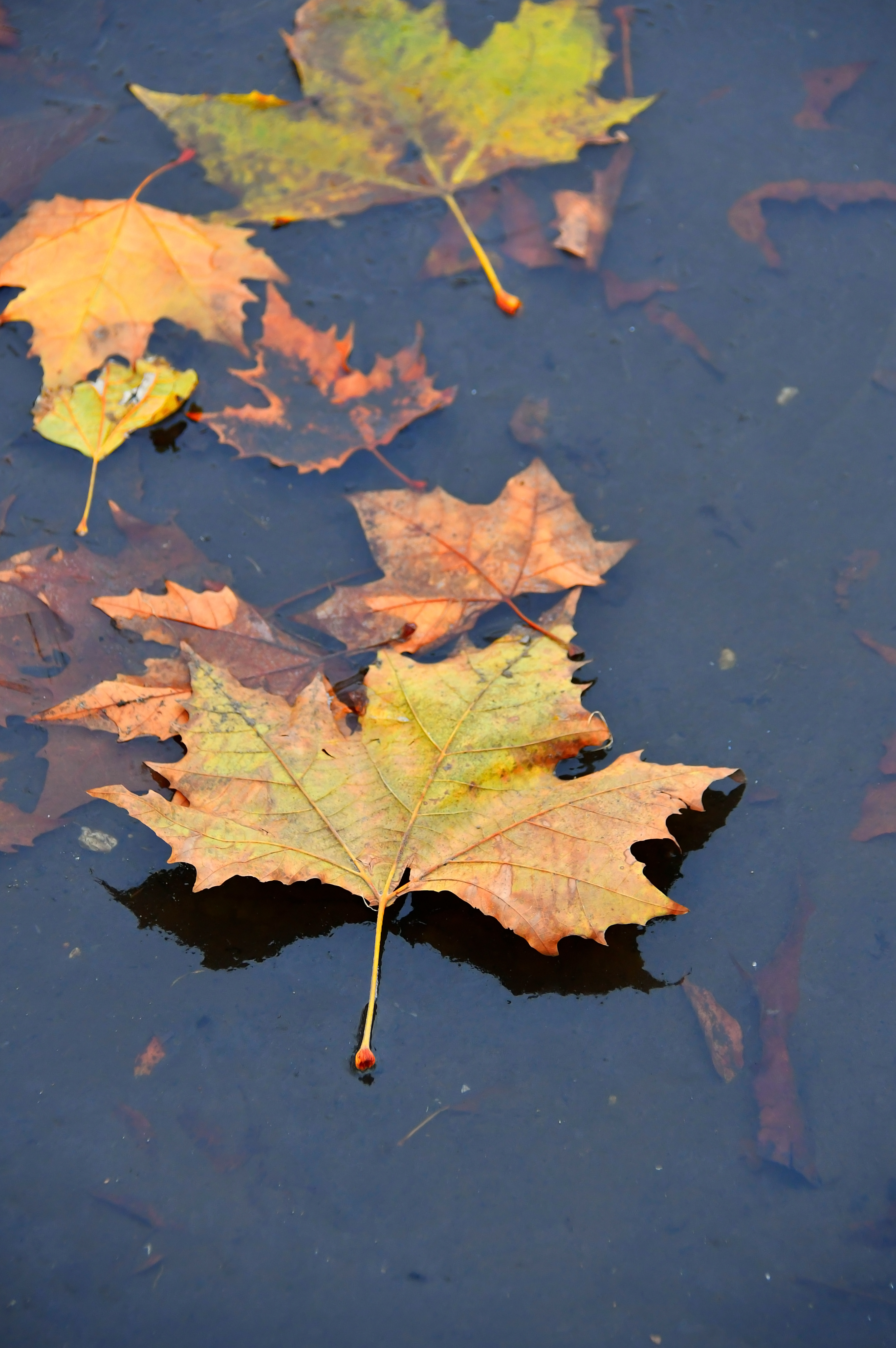 Free Image, puddle, autumn, water, frozen, ice, nature, cold, yellow, leaves, fall, frost, season, winter, background, texture, outdoors, weather, above, color, white, natural, colorful, plant, red, foliage, bright, brown, beautiful, abstract