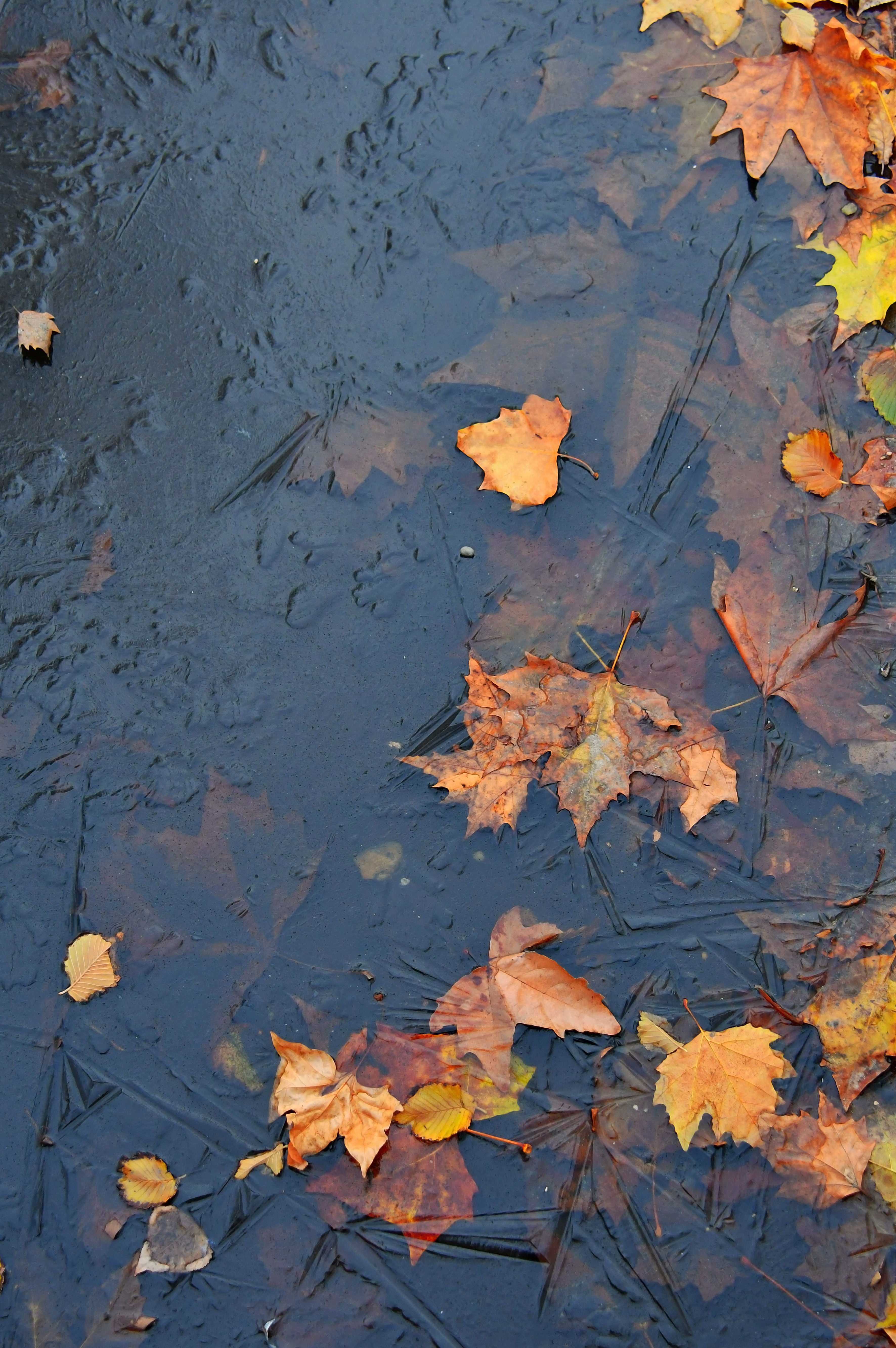 Free Image, puddle, autumn, water, frozen, ice, nature, cold, yellow, leaves, fall, frost, season, winter, background, texture, outdoors, weather, above, color, white, natural, colorful, plant, red, foliage, bright, brown, beautiful, abstract