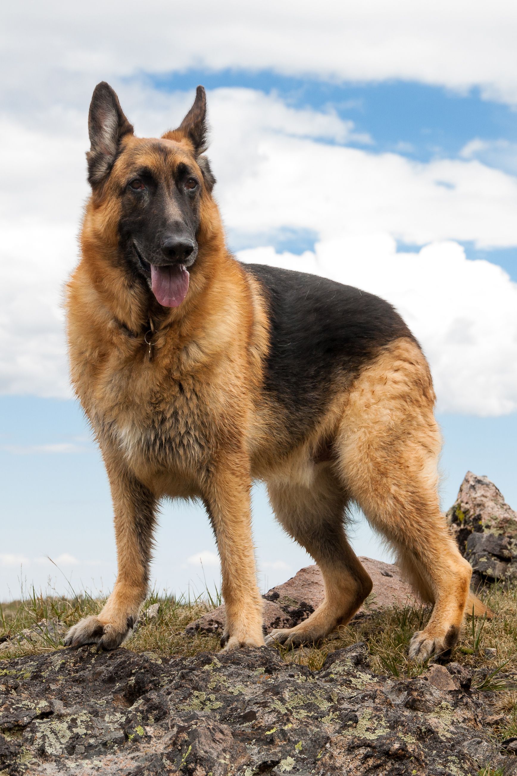 Best Guard Dogs to Protect Your Home Guard Dog Breeds