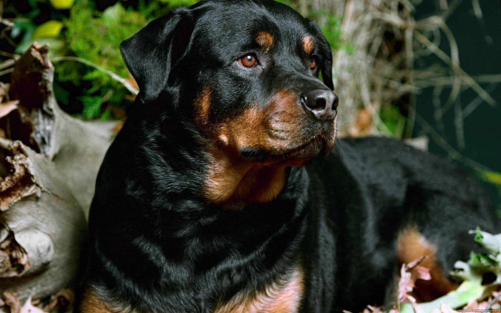 Rottweiler Wallpaper FREE Picture