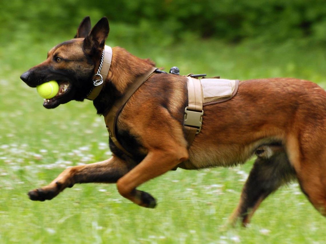 Free download police dogs and best guard dogs in the world 2017 [1140x855] for your Desktop, Mobile & Tablet. Explore Malinois Wallpaper. Malinois Wallpaper