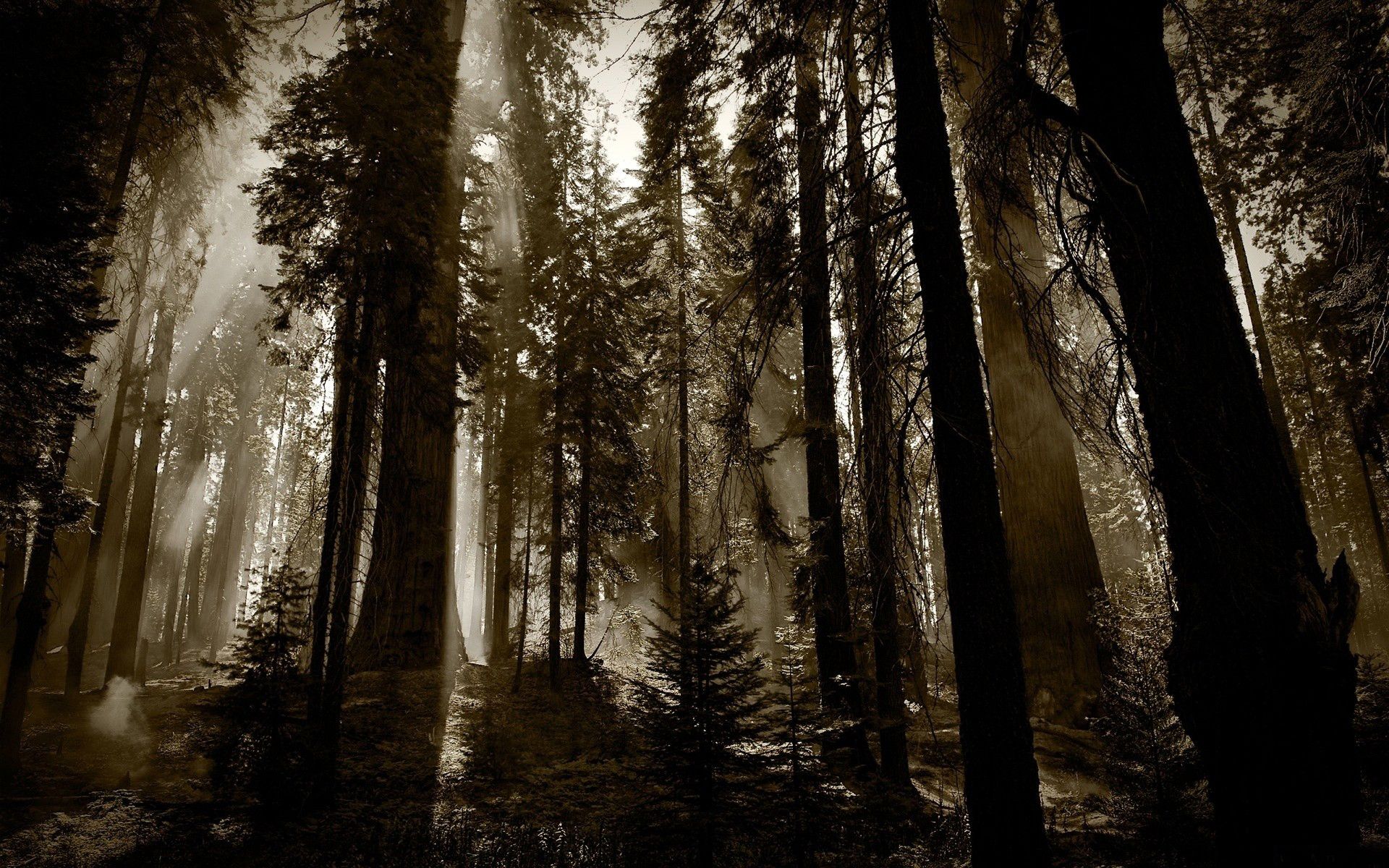 Ominous forest. Forest wallpaper, Dark wallpaper, Night forest