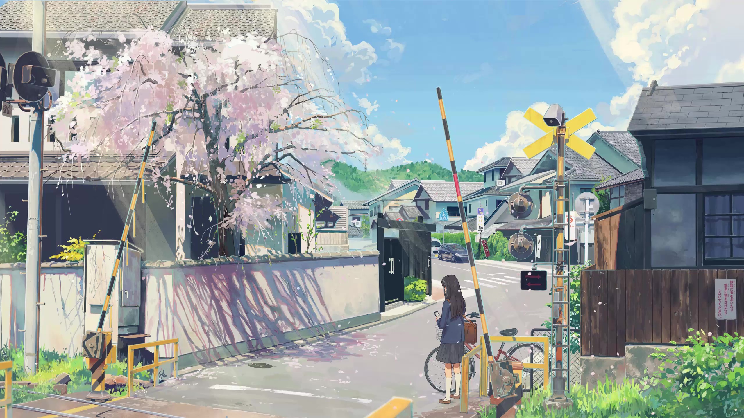 Cherry Blossoms Live Wallpaper