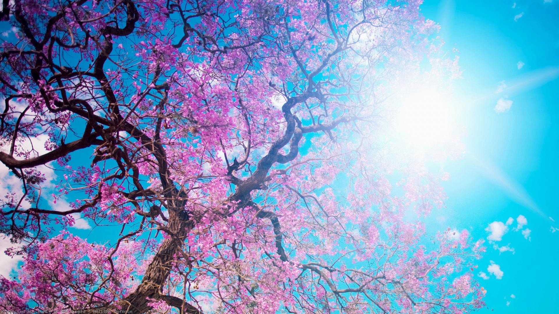 Anime Cherry Blossom