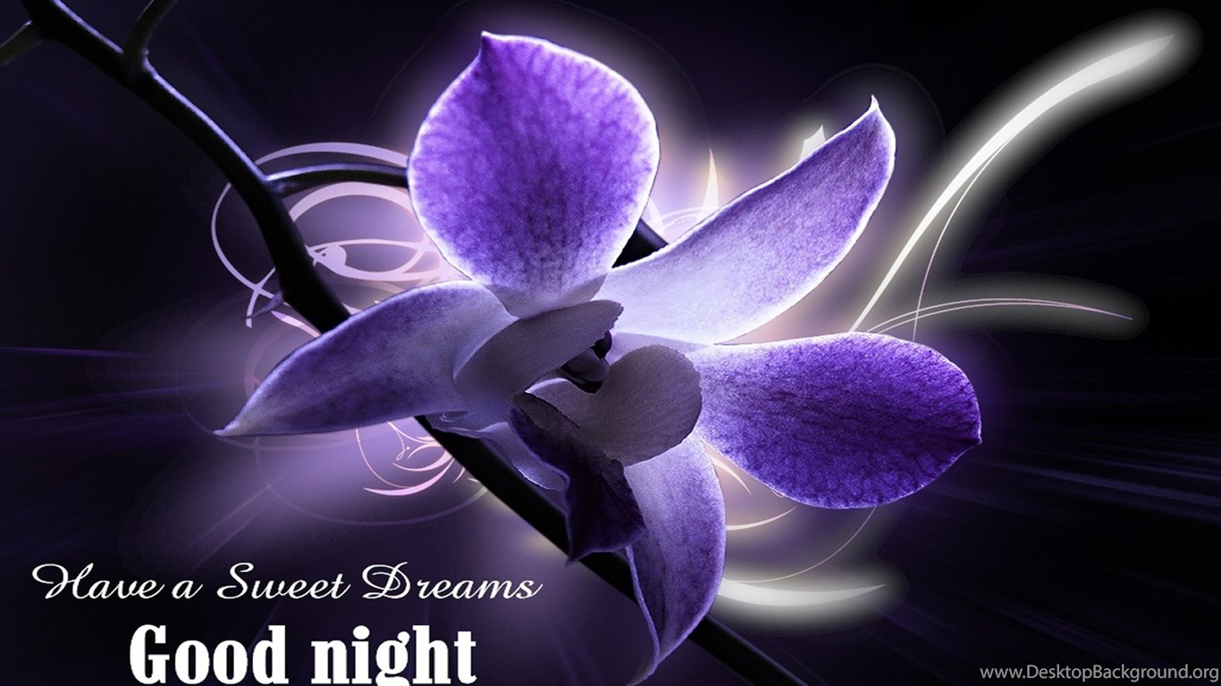 Free Download Of Good Night Flower Wallpaper Newwallpaperhits.com Desktop Background