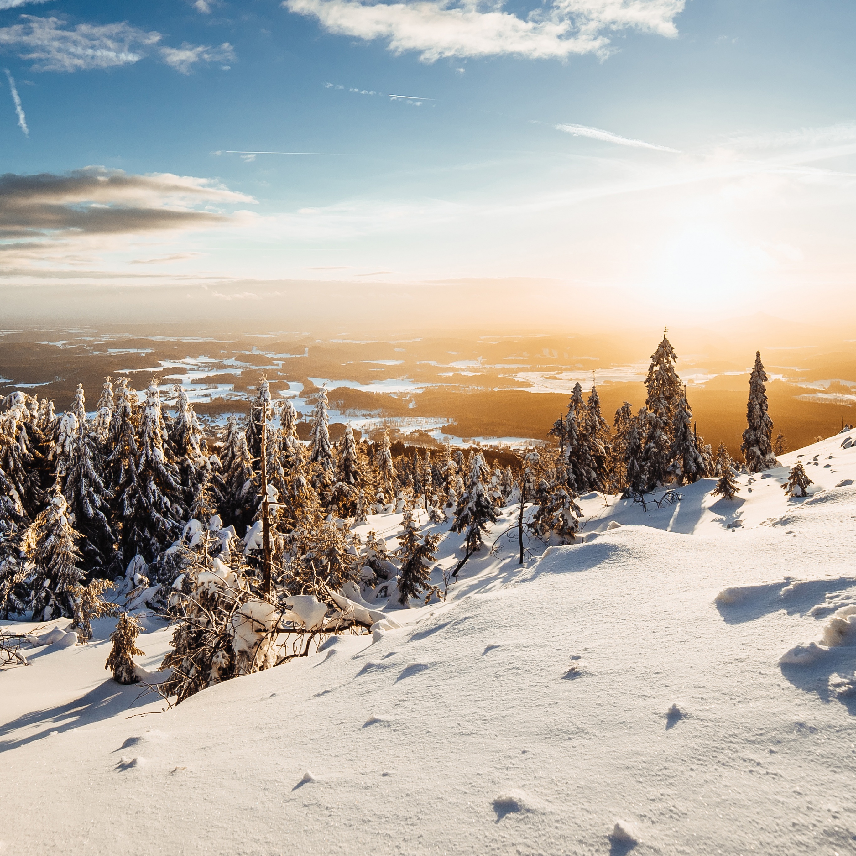 Winter Wallpaper 4K, Landscape, Pine trees, Frosted trees, Sunny day, Nature