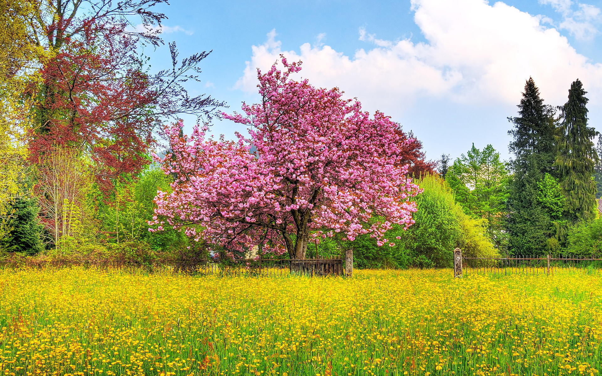 Spring nature scenery
