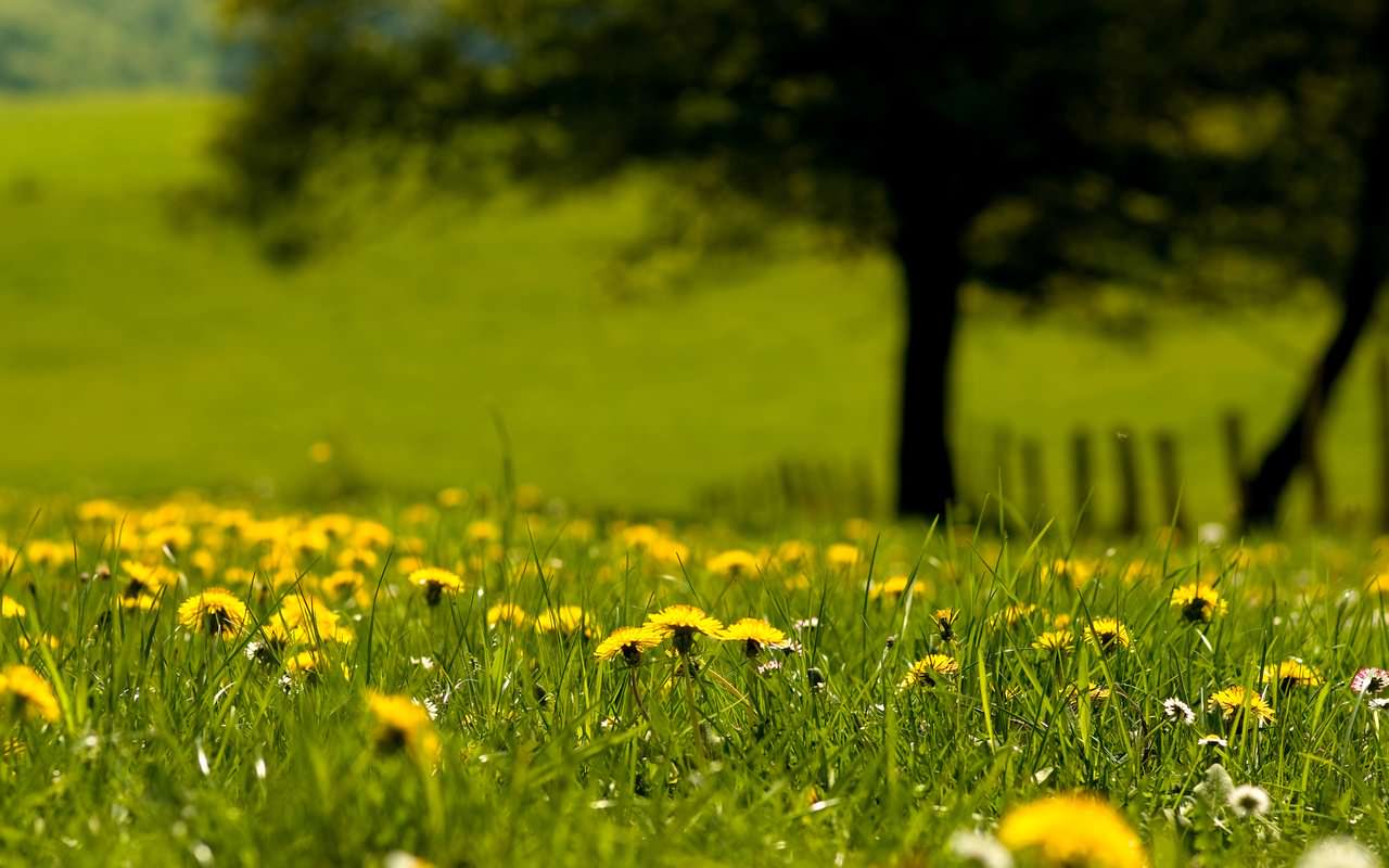 FREE Spring Nature Wallpaper in PSD