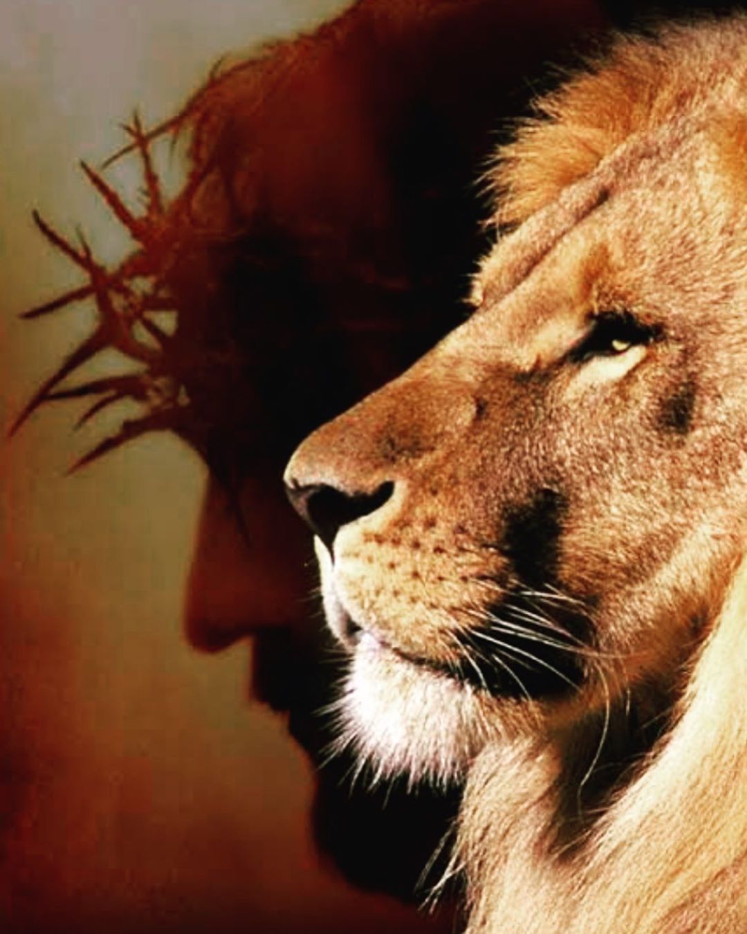pitbullrocky.com -&nbsppitbullrocky Resources and Information. Jesus drawings, Lion of judah jesus, Jesus wallpaper
