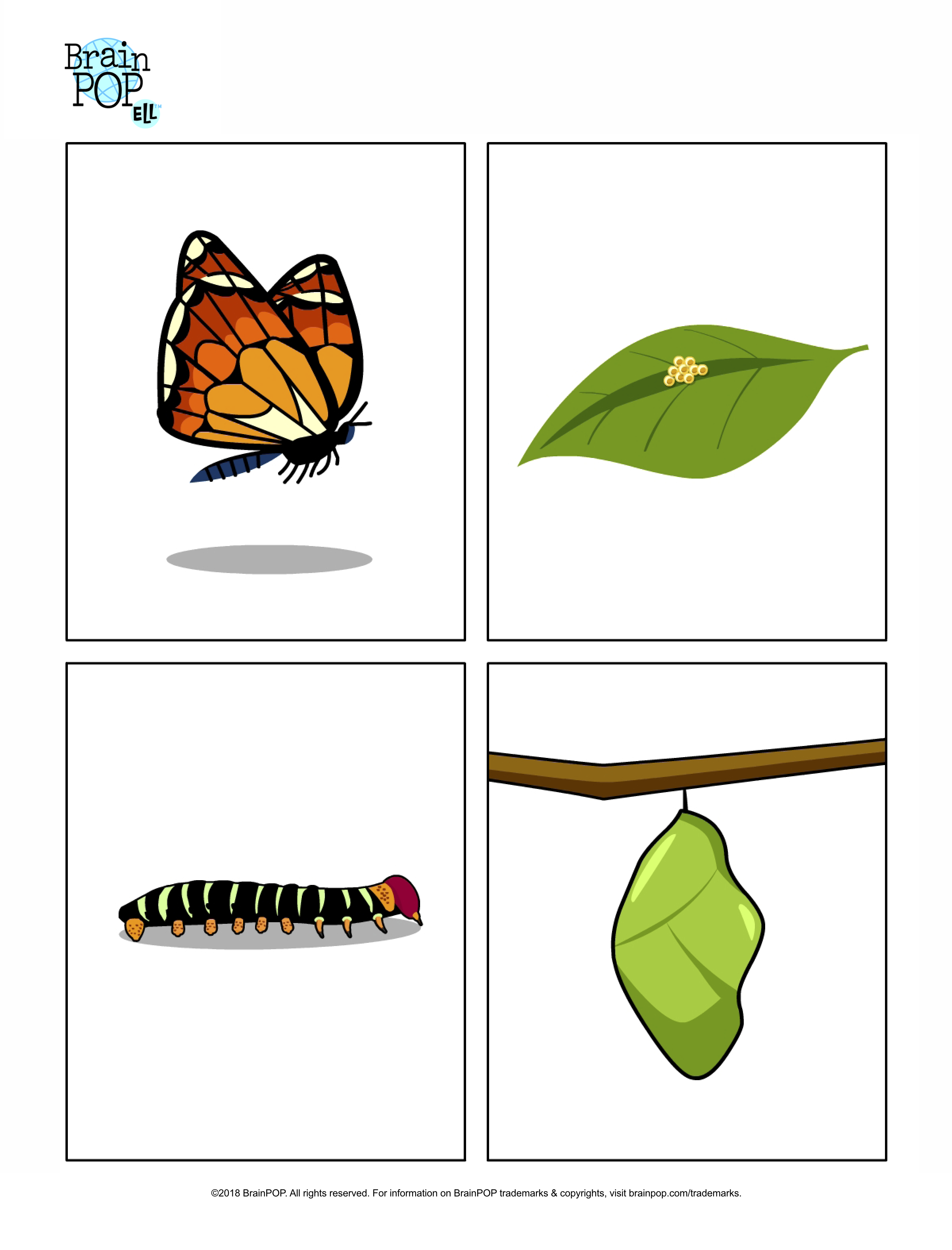 Butterfly Life Cycle Image