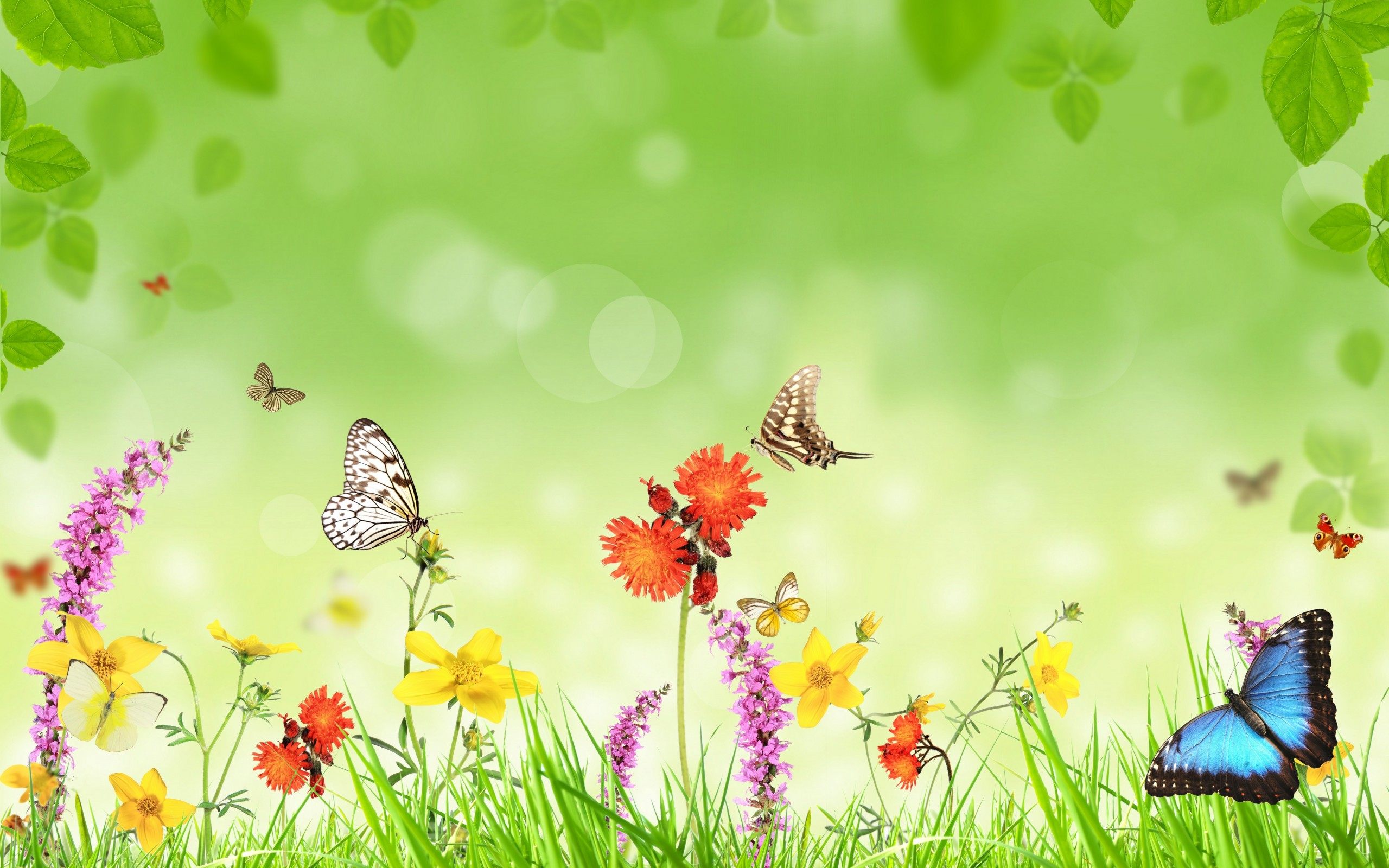 Life Cycle Wallpaper Free Life Cycle Background