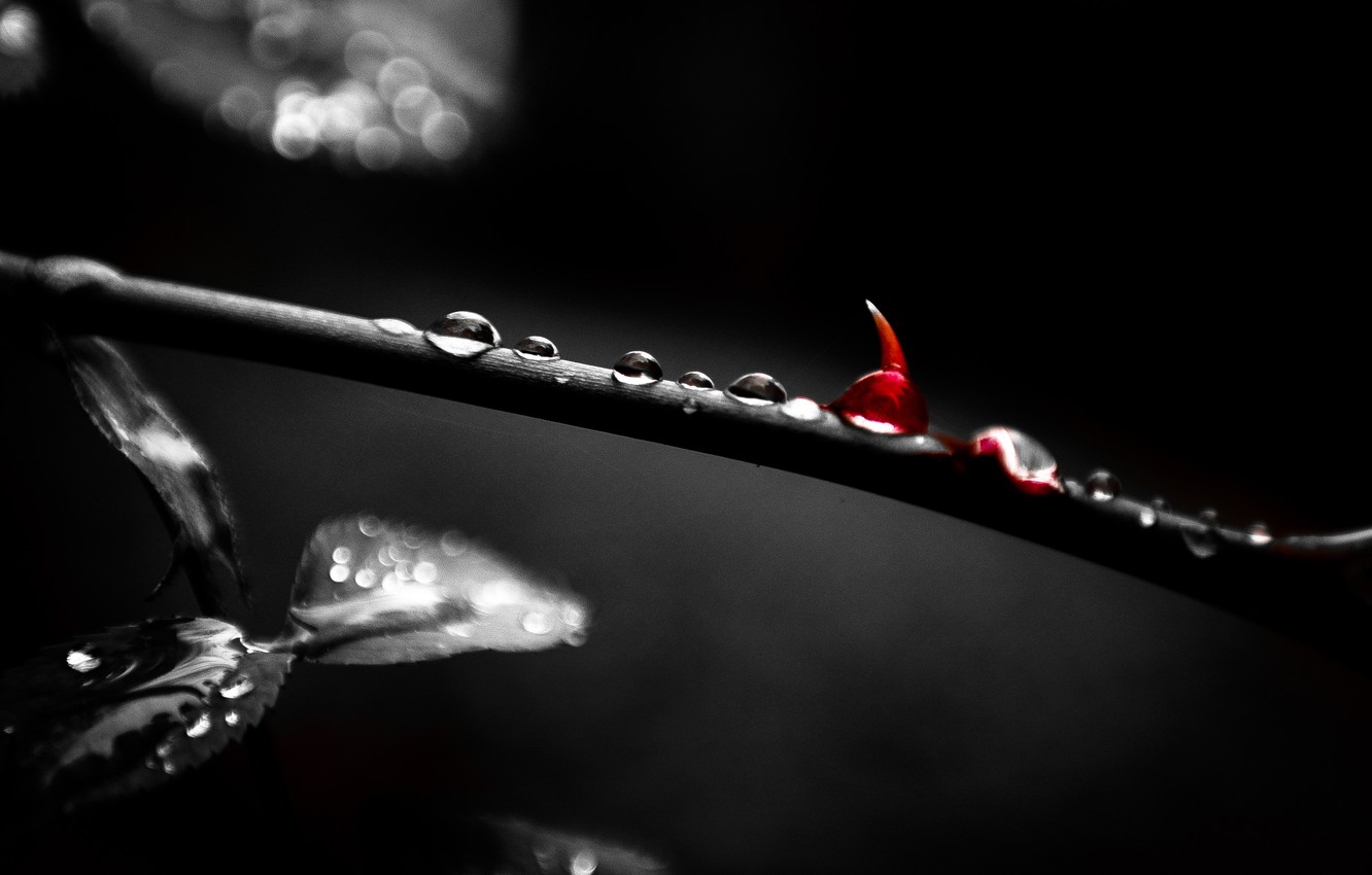 Wallpaper Forest, Blood, Black and white, Thorn image for desktop, section настроения