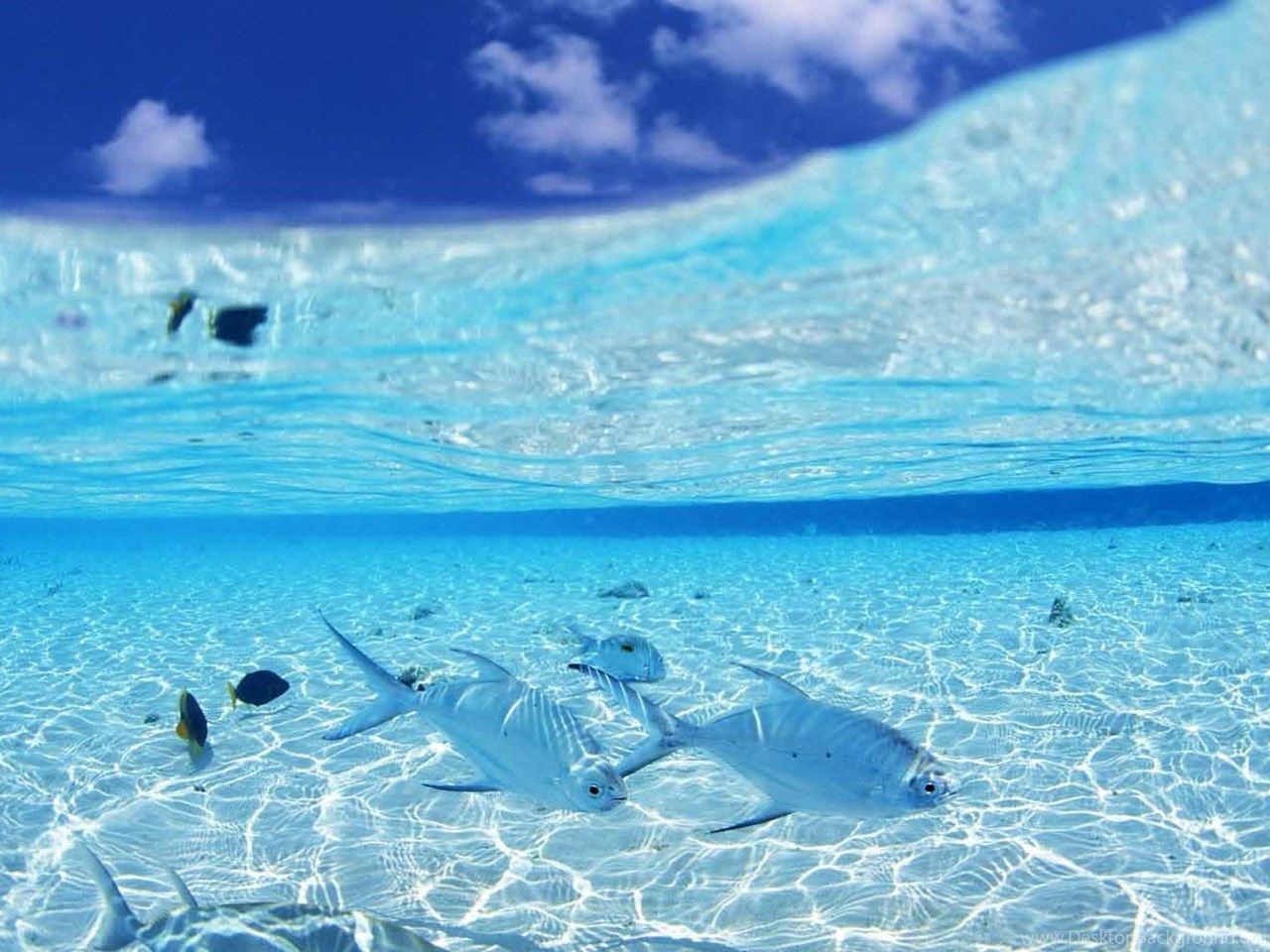 clear ocean water wallpaper