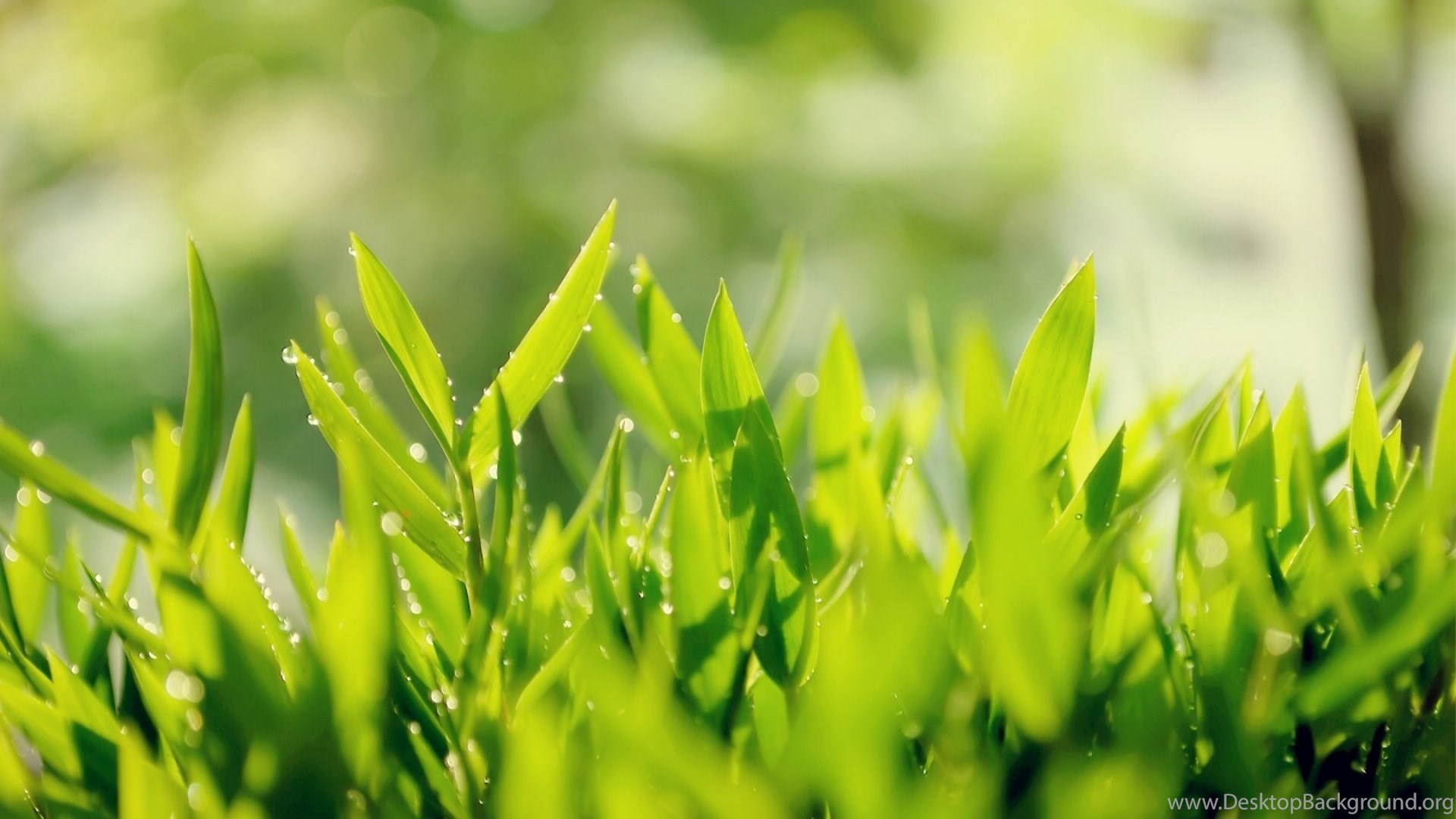 Top Tea Leaves Wallpaper Desktop Background