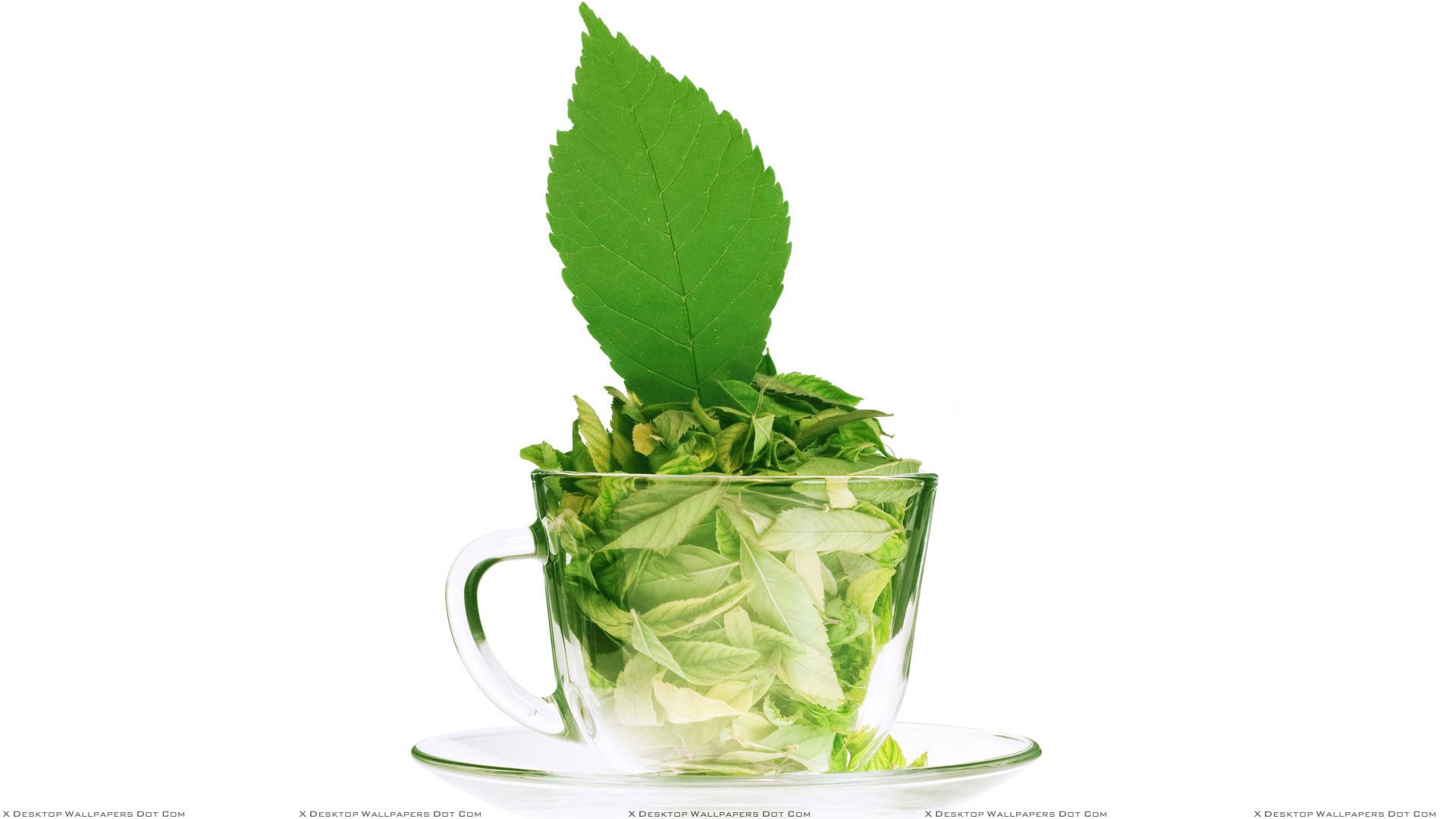 Tea Cup Leaves Best Wallpaper 24006