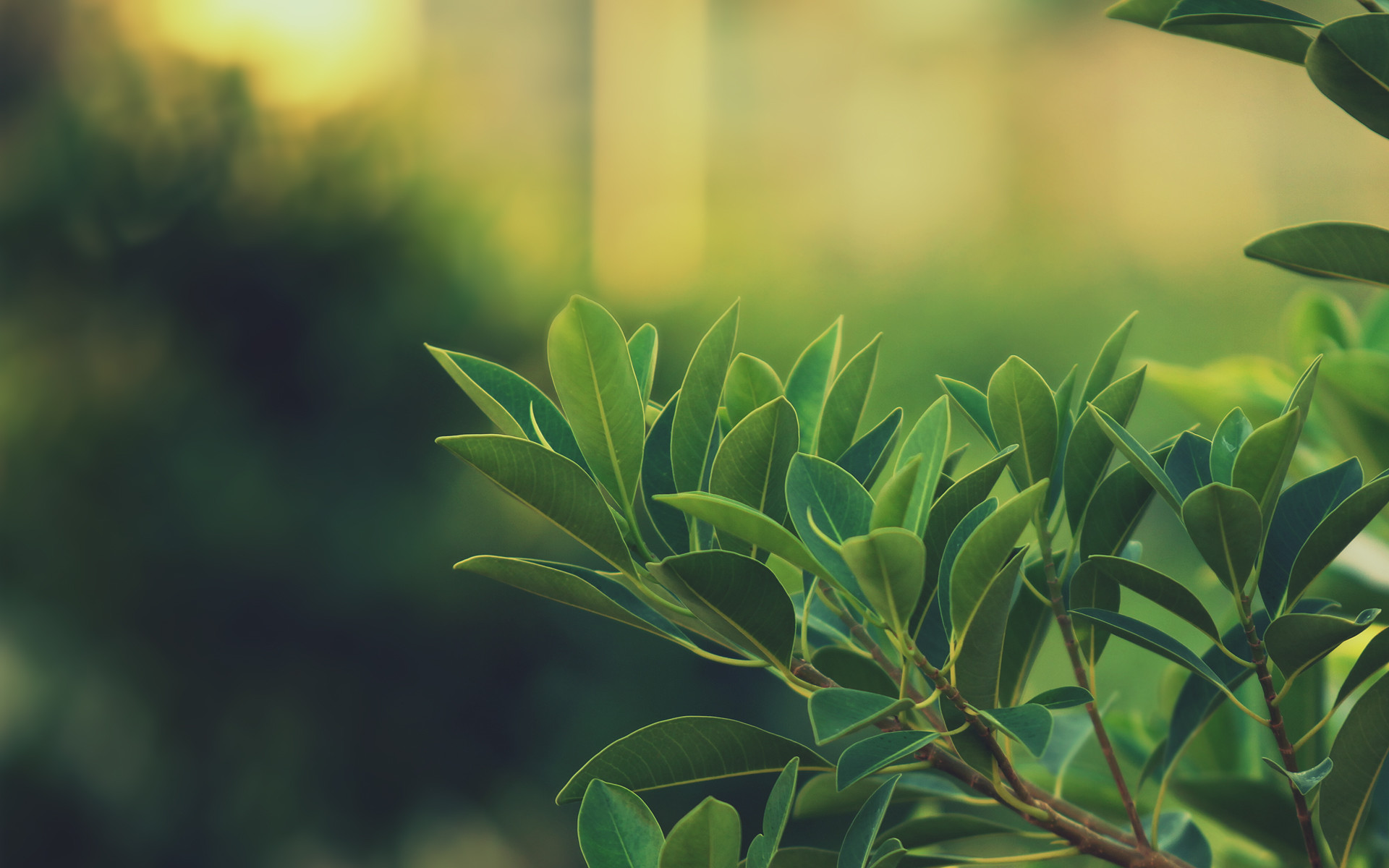 Green Tea Wallpaper Data Src Vertical Green Tea Wallpaper