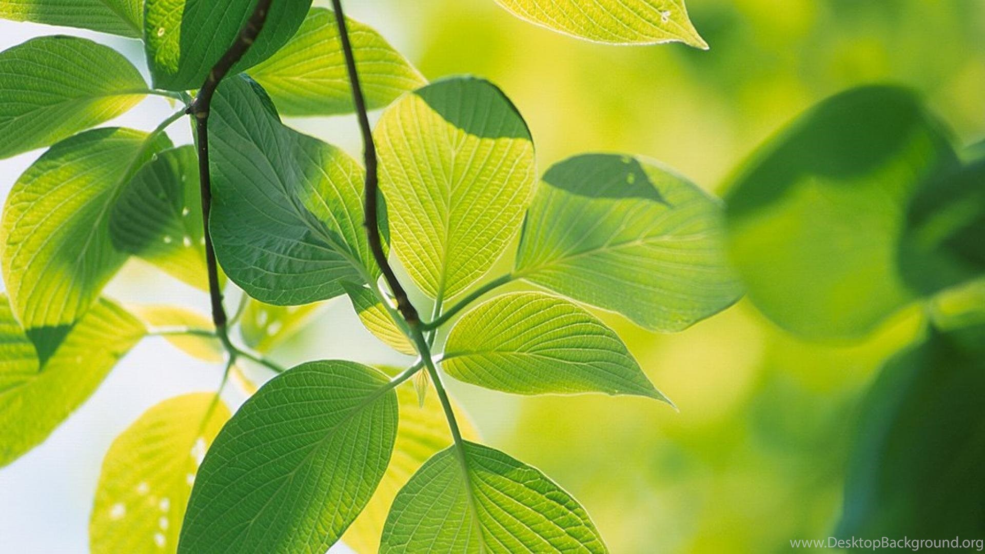 Tea Leaves HD Wallpaper, Tea Leaves Image, New Wallpaper Desktop Background