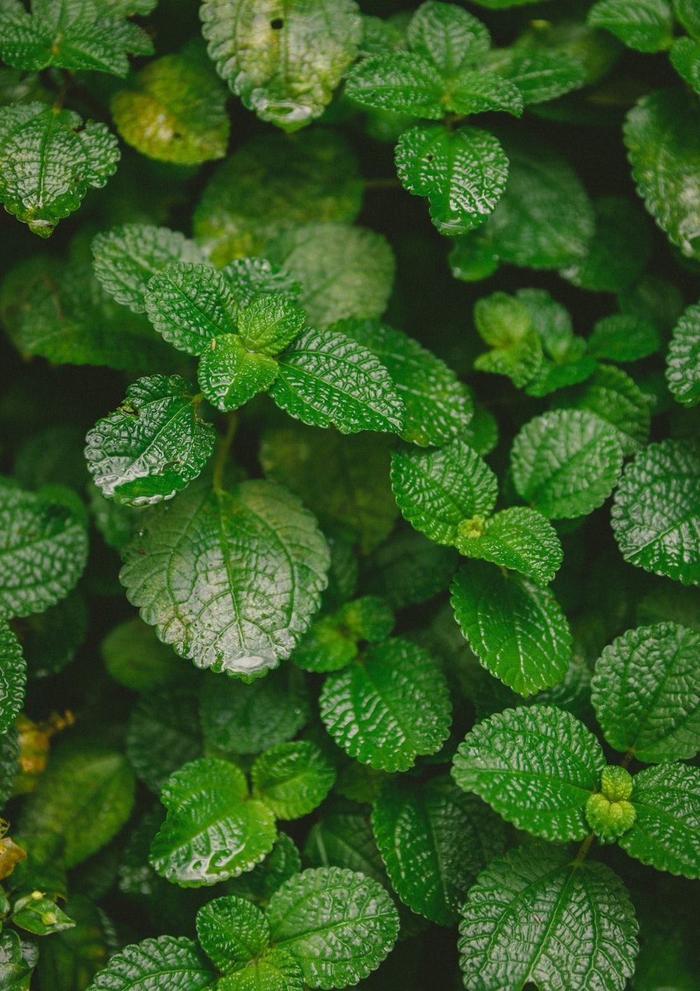Mint Leaves Wallpaper