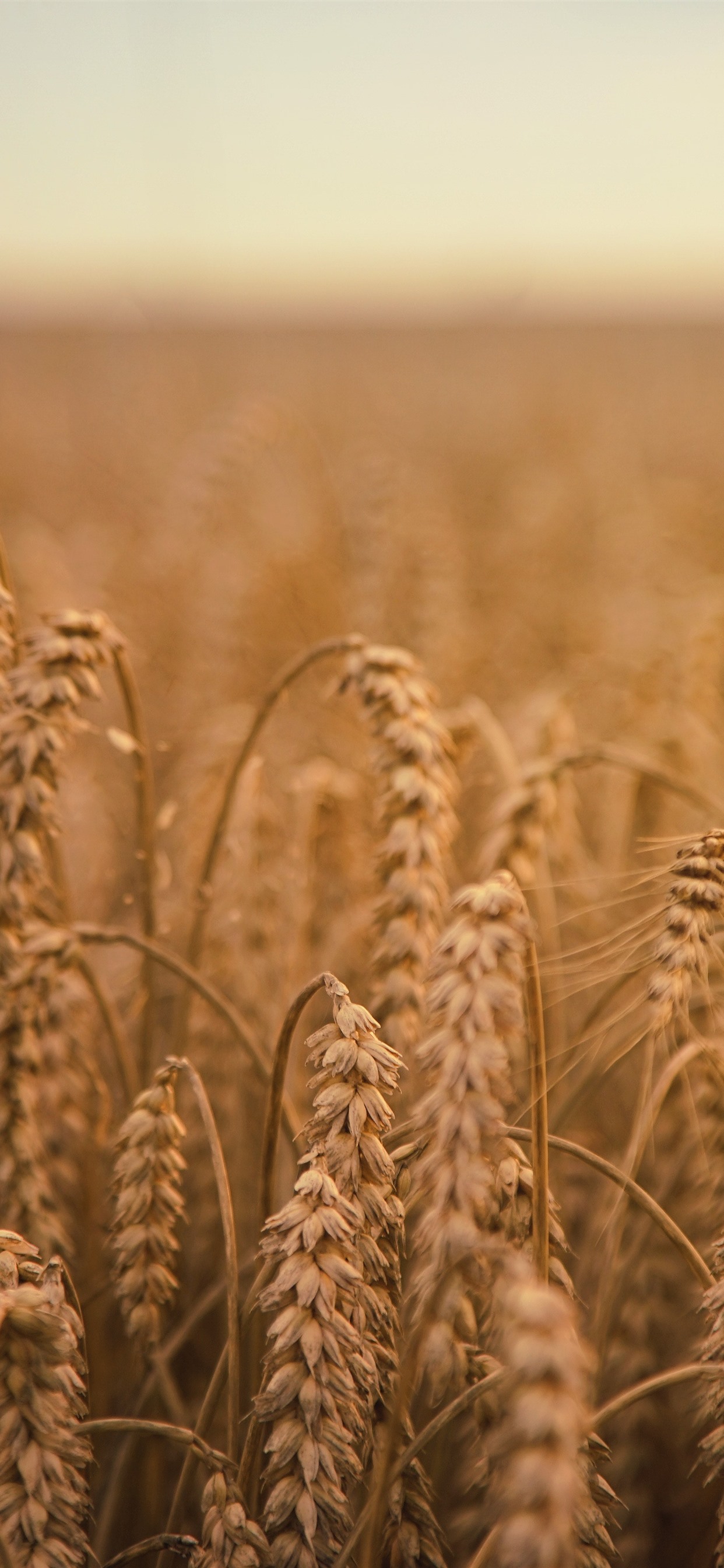 iPhone Wallpaper Wheat Field, Autumn, Hazy Dying In Winter HD Wallpaper