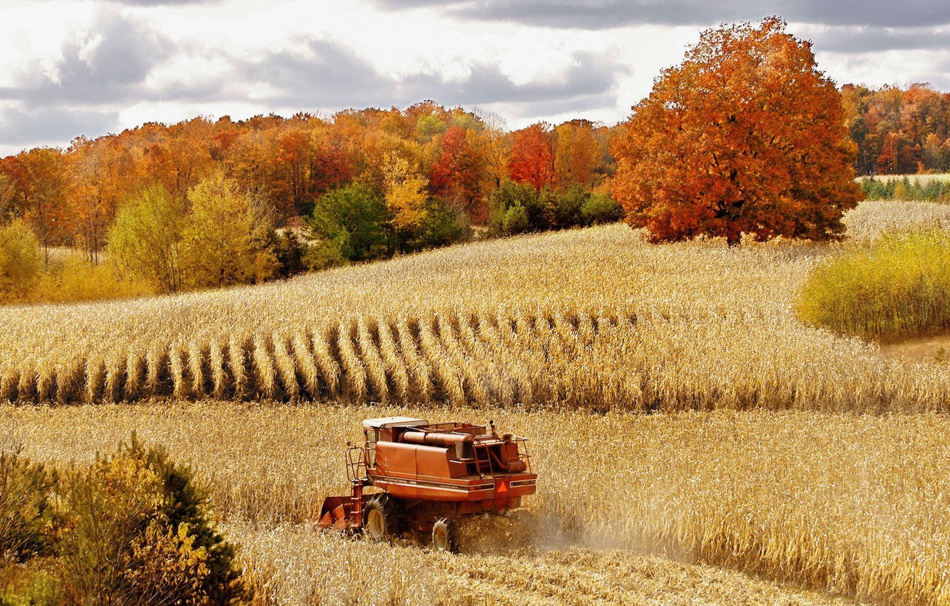 Wallpaper wheat, field, autumn, forest, nature, harvest, harvester image for desktop, section природа