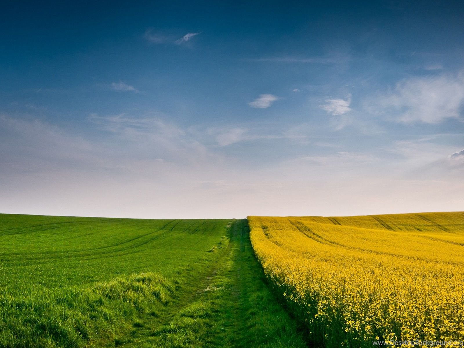 Autumn wallpaper field wheat spike grass yellow green blue sky. Desktop Background