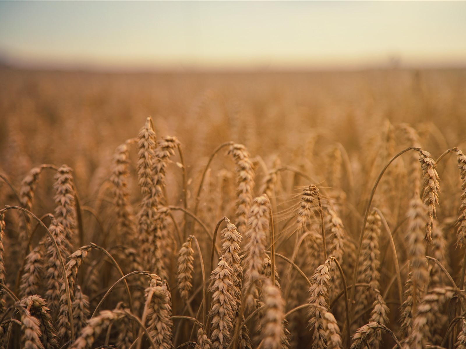 Wallpaper Wheat field, autumn, hazy 5120x2880 UHD 5K Picture, Image