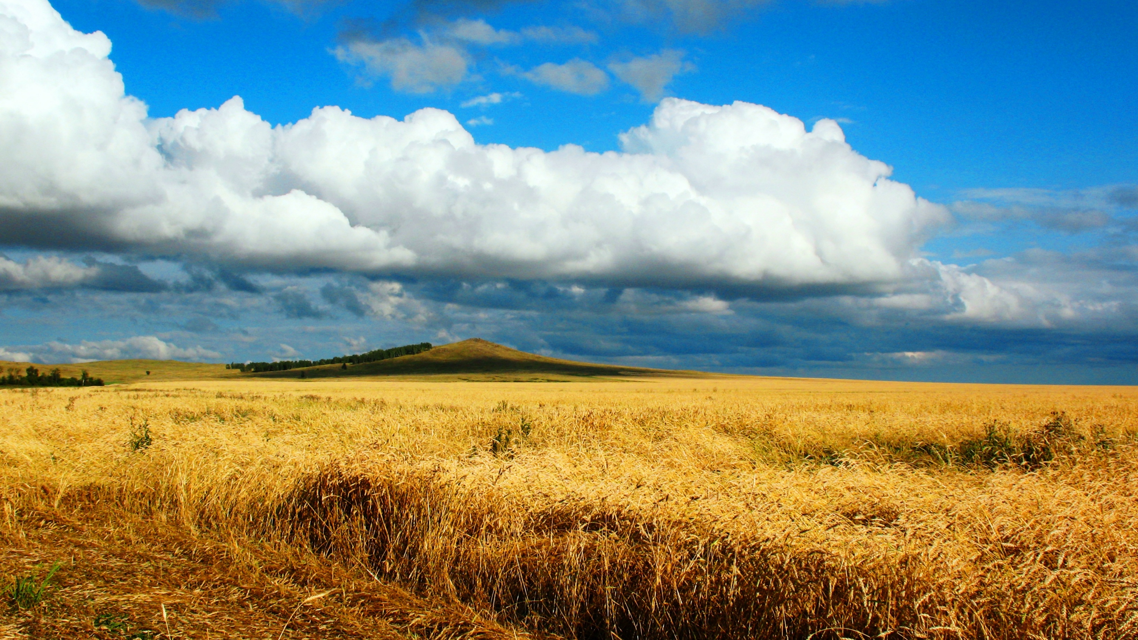 Wallpaper 4k field, wheat, autumn, cleaning, kazakhstan, petropavlovsk, heaven, cloud, distance, endless 4k Wallpaper