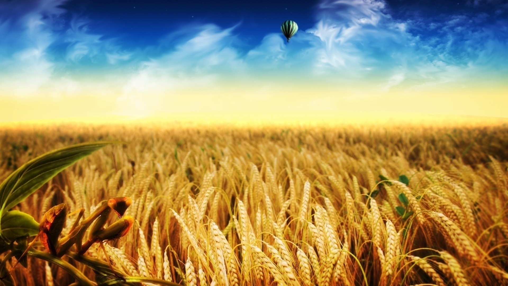 Wheat Field, Gold Autumn, Hot Air Balloon 640x960 IPhone 4 4S Wallpaper, Background, Picture, Image