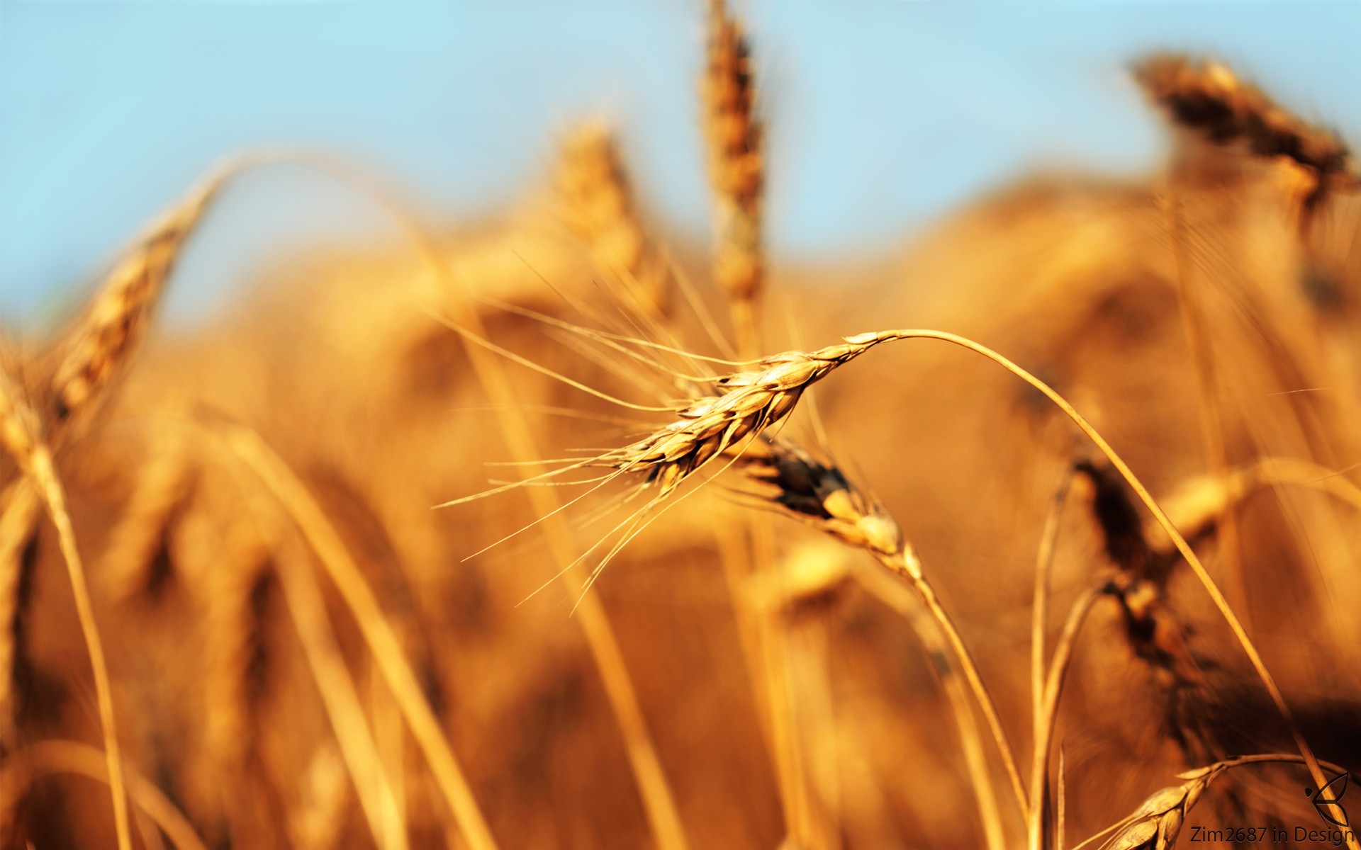 Wallpaper, sunlight, plants, field, closeup, crops, wheat, barley, autumn, agriculture, prairie, crop, land plant, flowering plant, close up, macro photography, grass family, plant stem, food grain, commodity 1920x1200