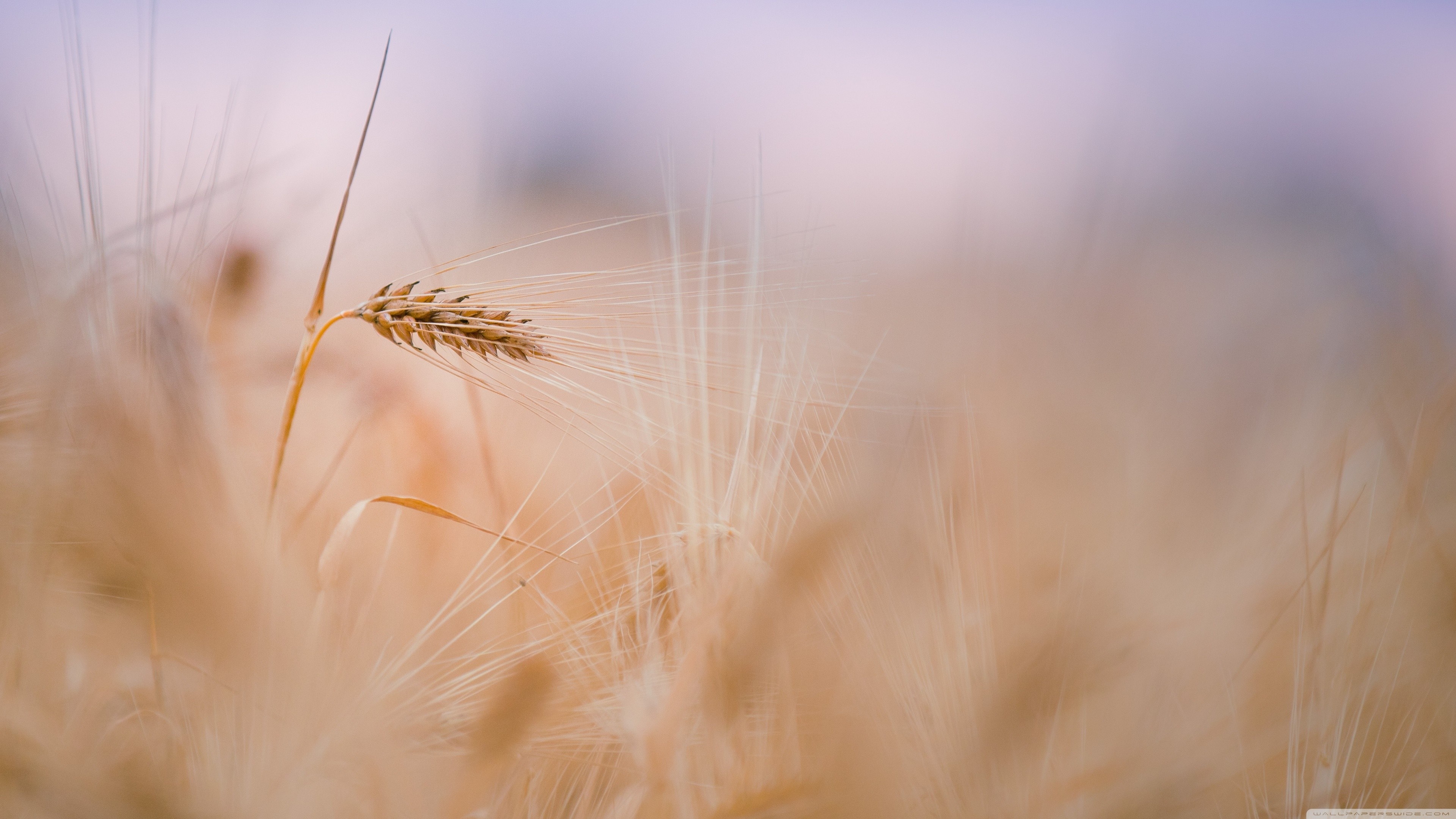 sunlight, food, nature, grass, field, photography, closeup, morning, wheat, autumn, leaf, flower, plant, flowering plant, close up, macro photography, grass family, food grain, commodity HD Wallpaper