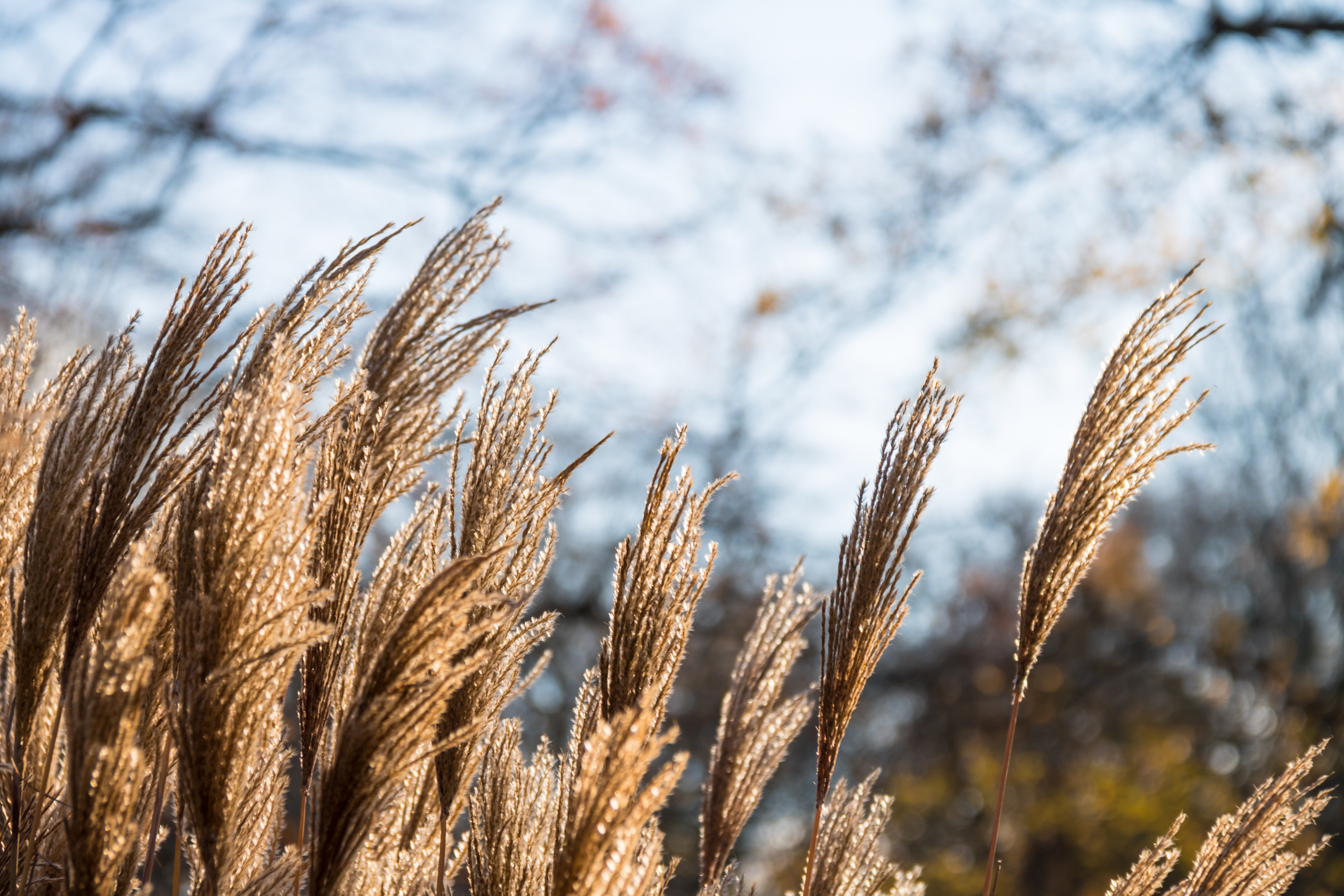 Wallpaper, sunlight, nature, winter, field, branch, frost, wheat, reed, tree, autumn, leaf, flower, season, flora, malmo, pildammsparken, prairie, land plant, flowering plant, close up, grass family, phragmites 6000x4000 - Wallpaper