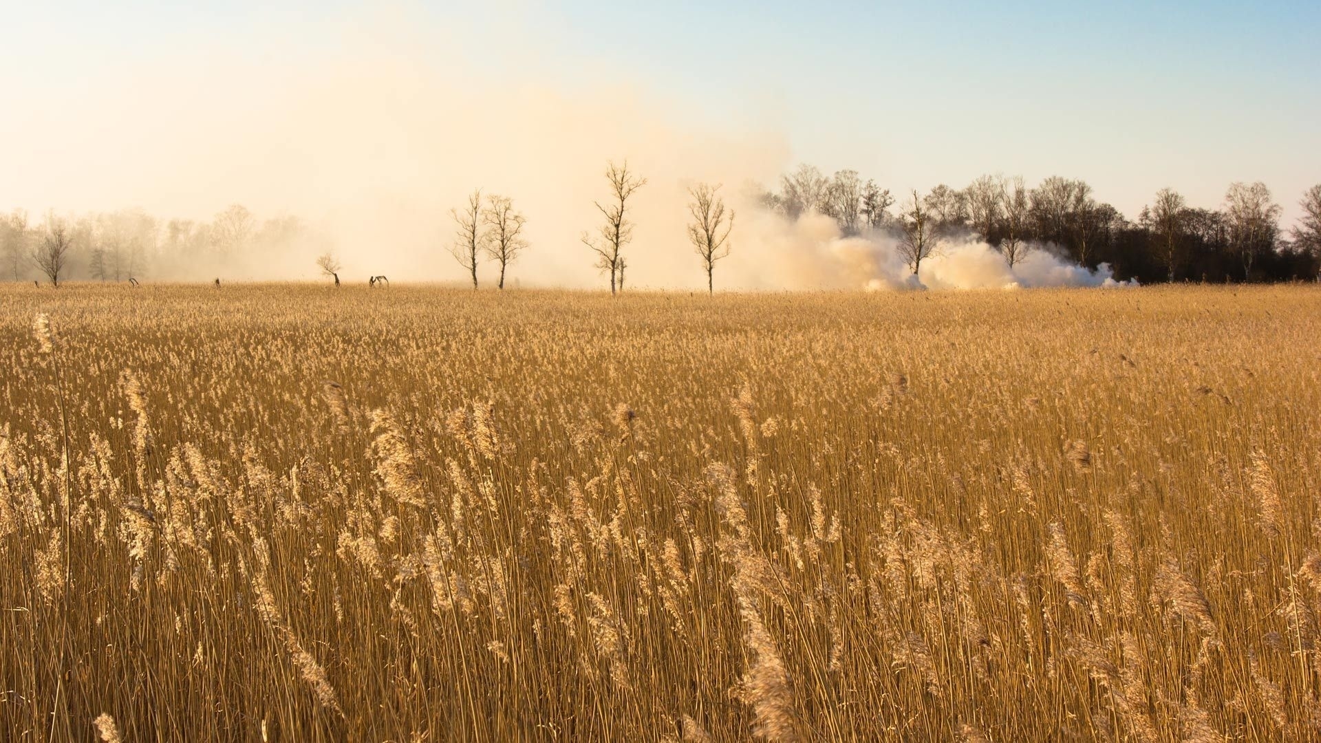 Download 1920x1080 HD Wallpaper field smoke wheat autumn russia, Desktop Background HD