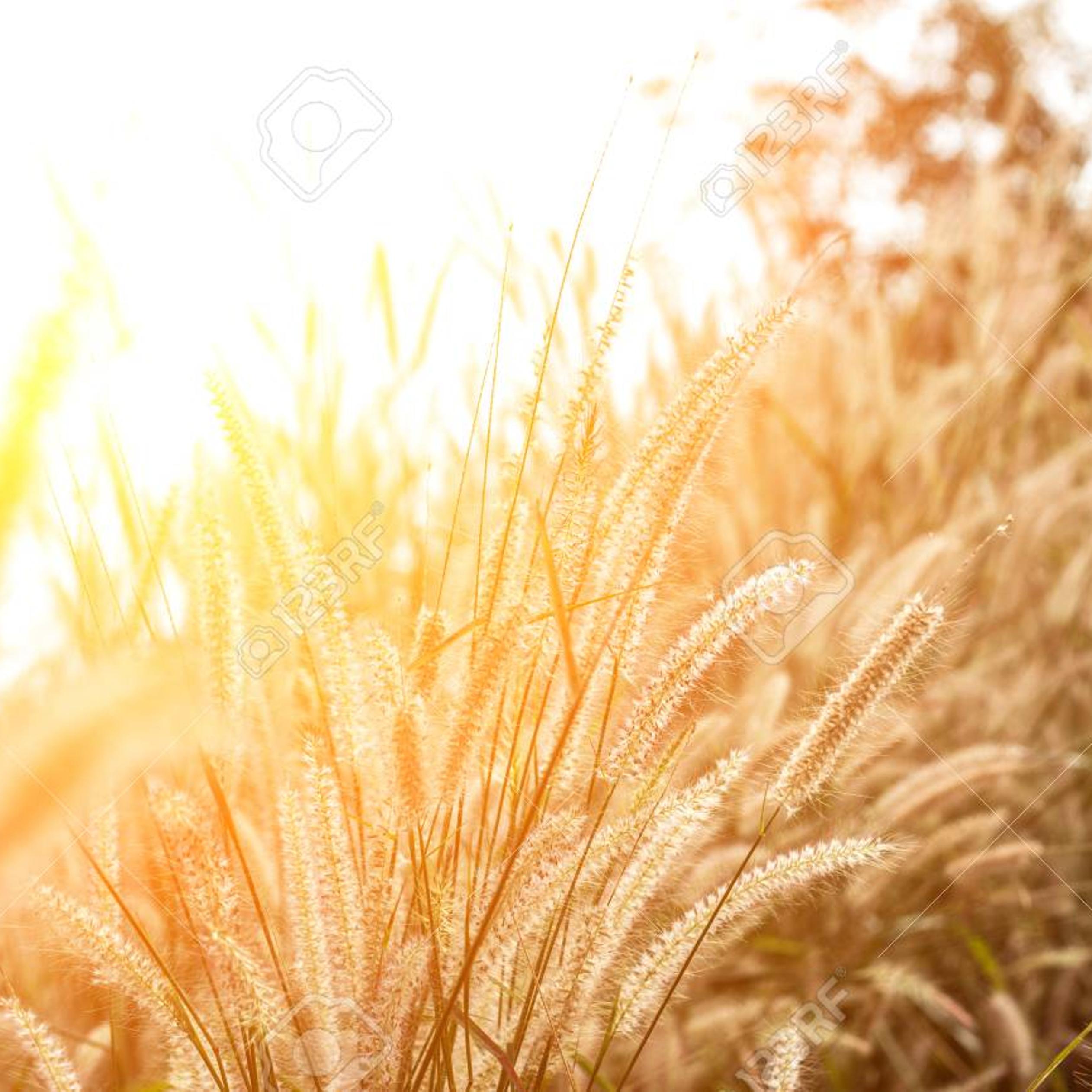 Autumn sunlight over the wheat field