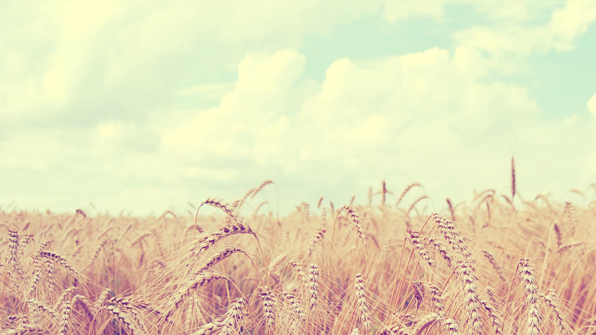 Soft Wheat Field