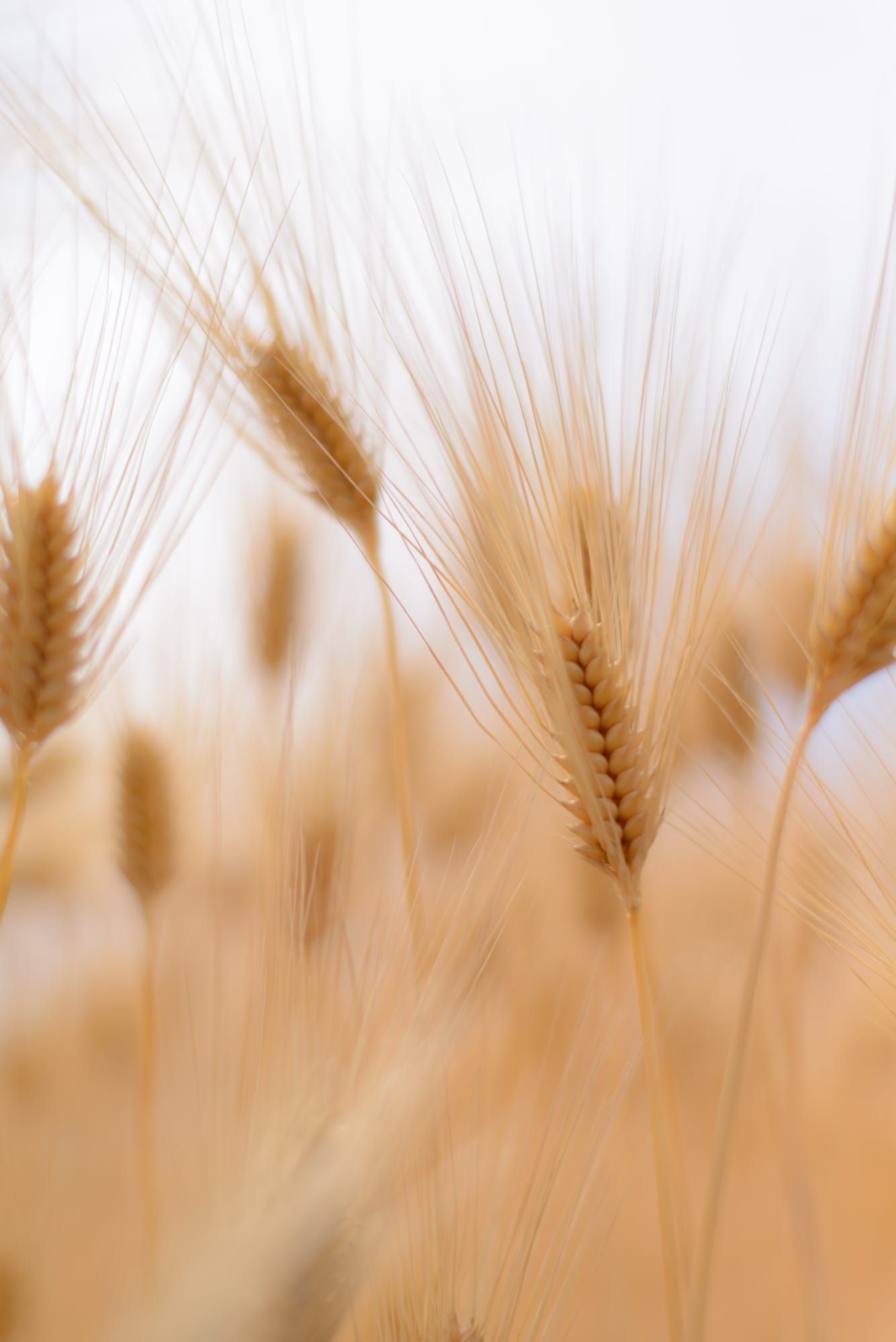 Golden wheat by Nori O. Golden wheat, Photography wallpaper, Paper background texture