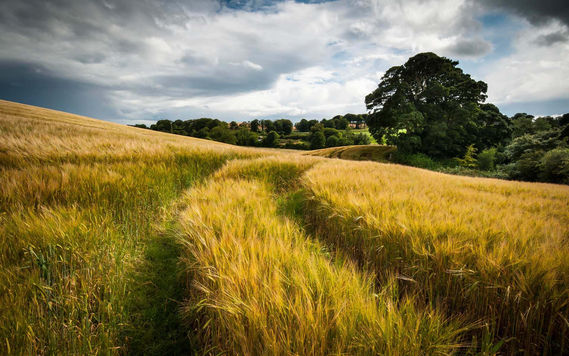 nature, Landscapes, Fields, Grass, Wheat, Hay, Tracks, Roads, Path, Gold, Plants, Trees, Country, Hills, Autumn, Fall, Seasons, Sky, Clouds Wallpaper HD / Desktop and Mobile Background