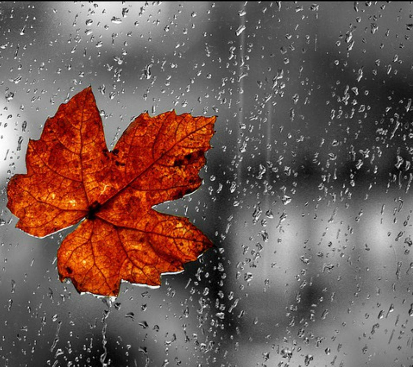Fall Rain Wallpaper