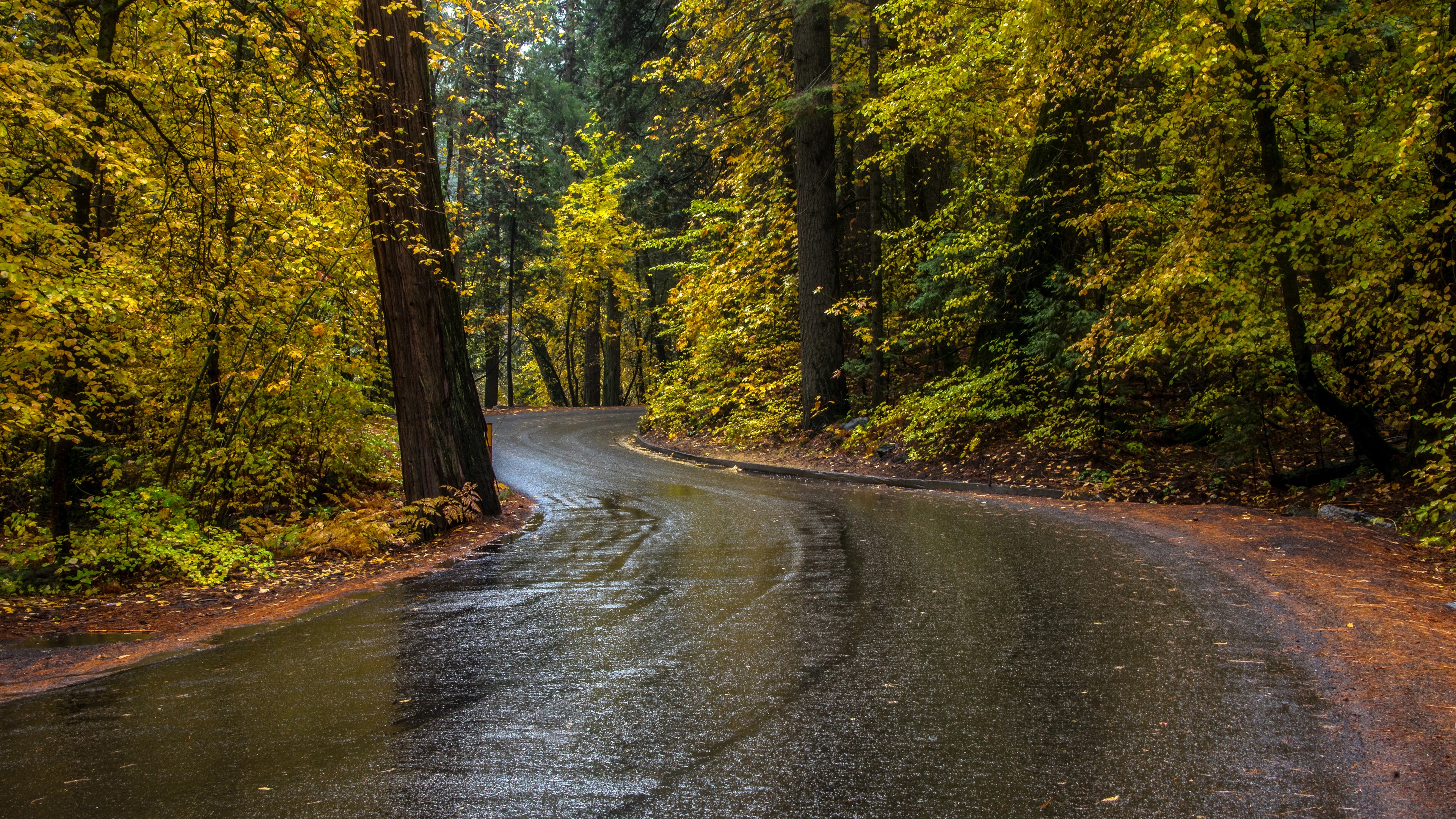 Wallpaper Trees, road, wet, autumn 3840x2160 UHD 4K Picture, Image
