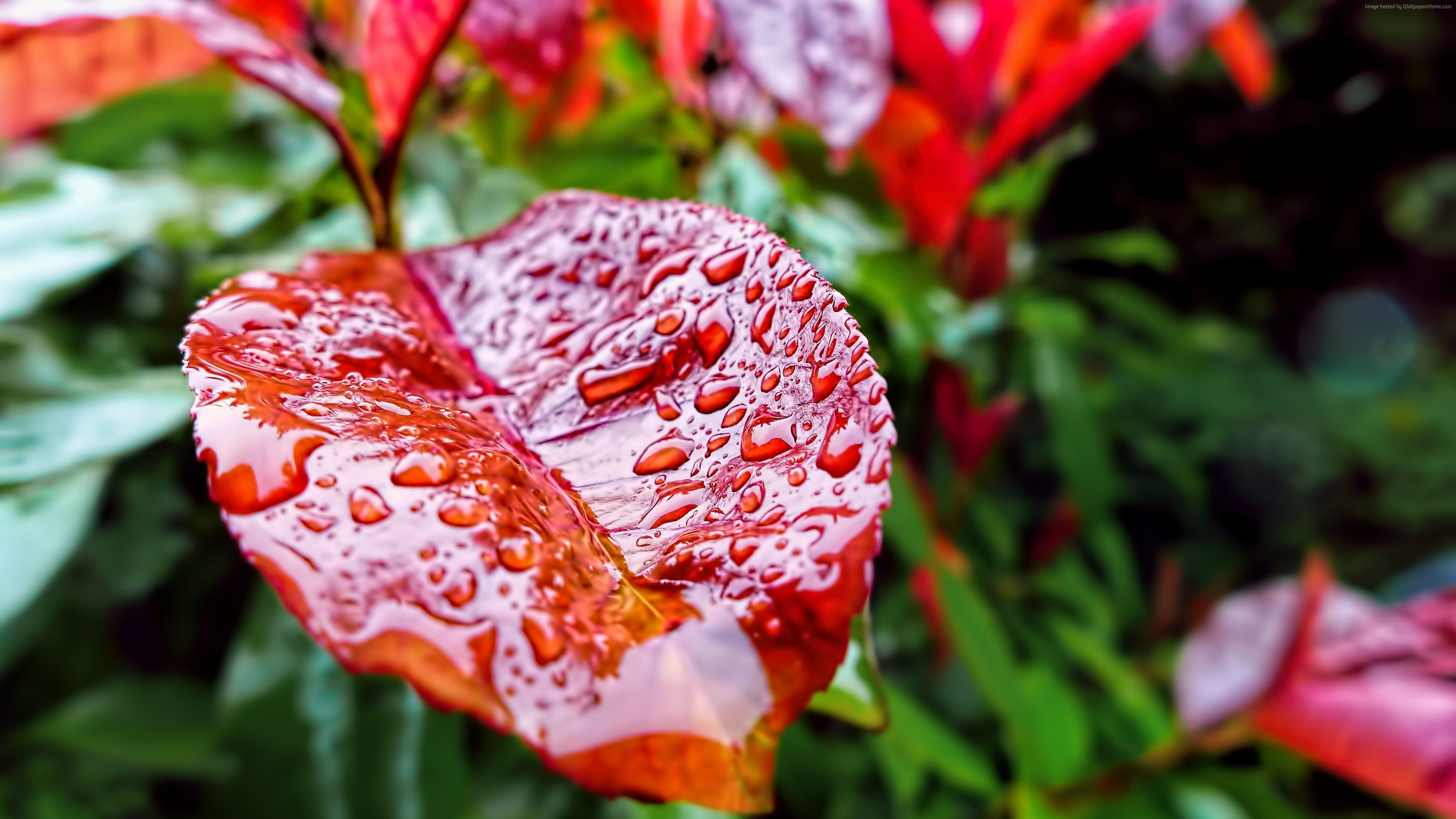 #Leaves, #autumn, #drops, #rain, k wallpaper, k HD Wallpaper