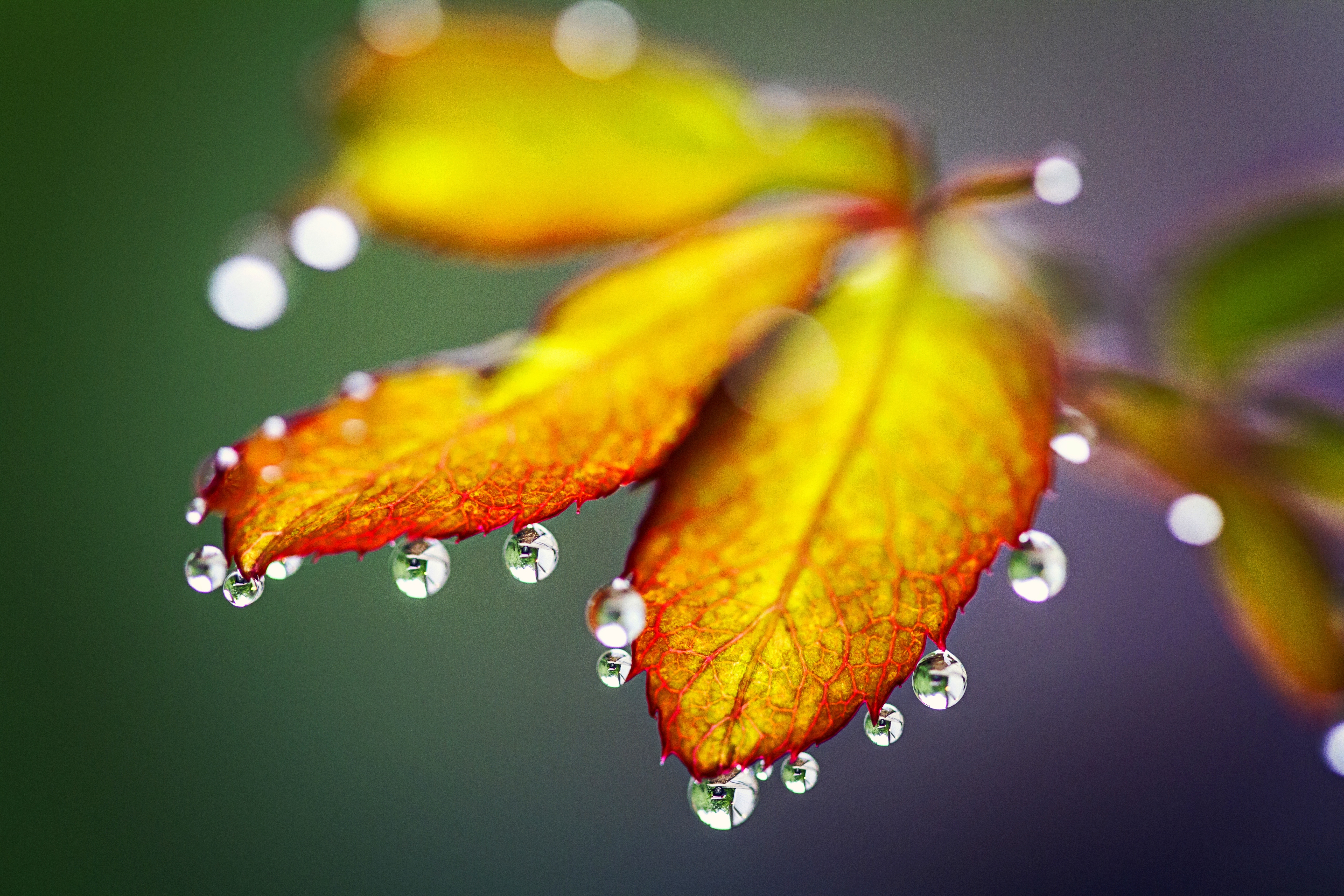#Rain drops, #Autumn leaves, K HD Wallpaper