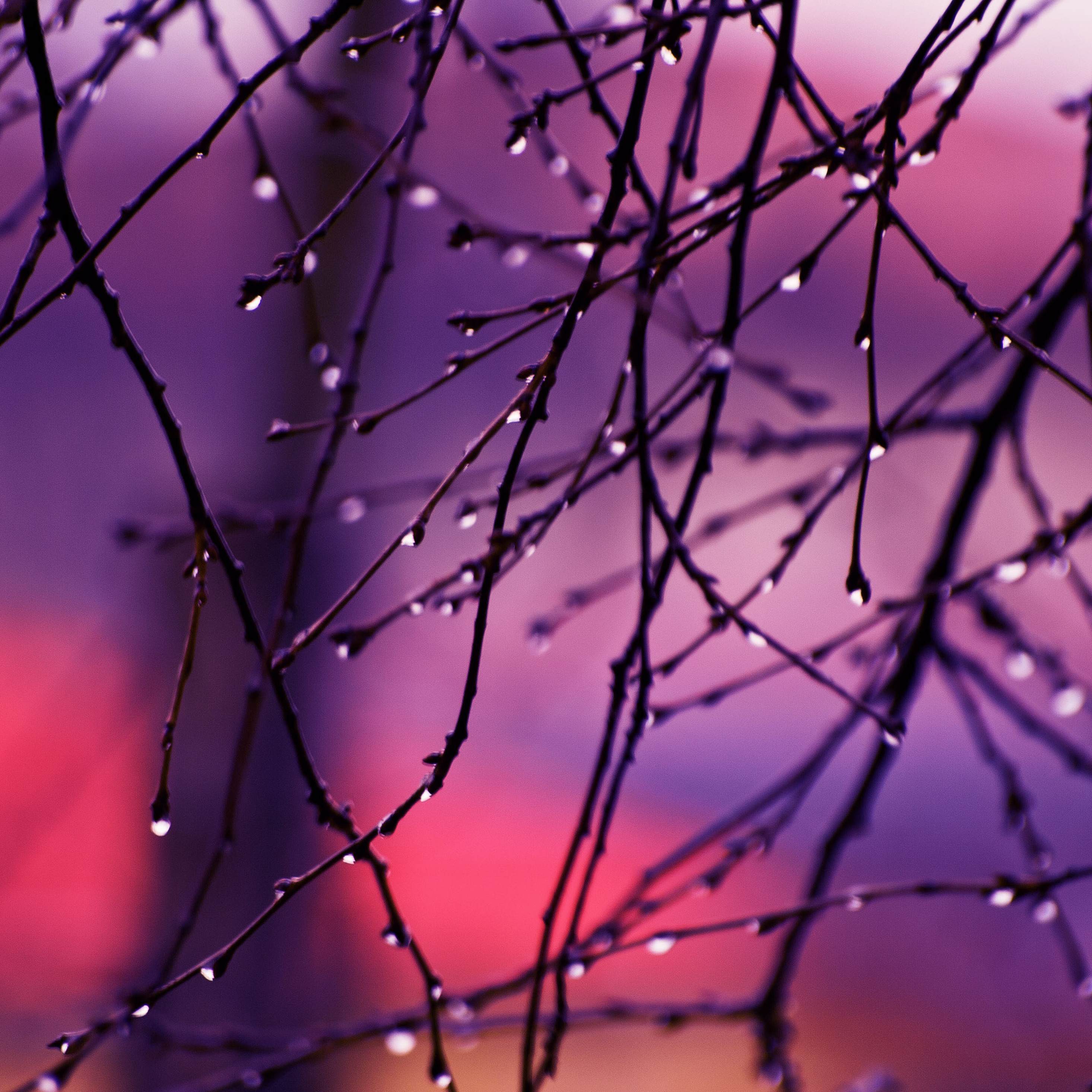 Autumn Rain Drops On Tree Branches 4k iPad Pro Retina Display HD 4k Wallpaper, Image, Background, Photo and Picture