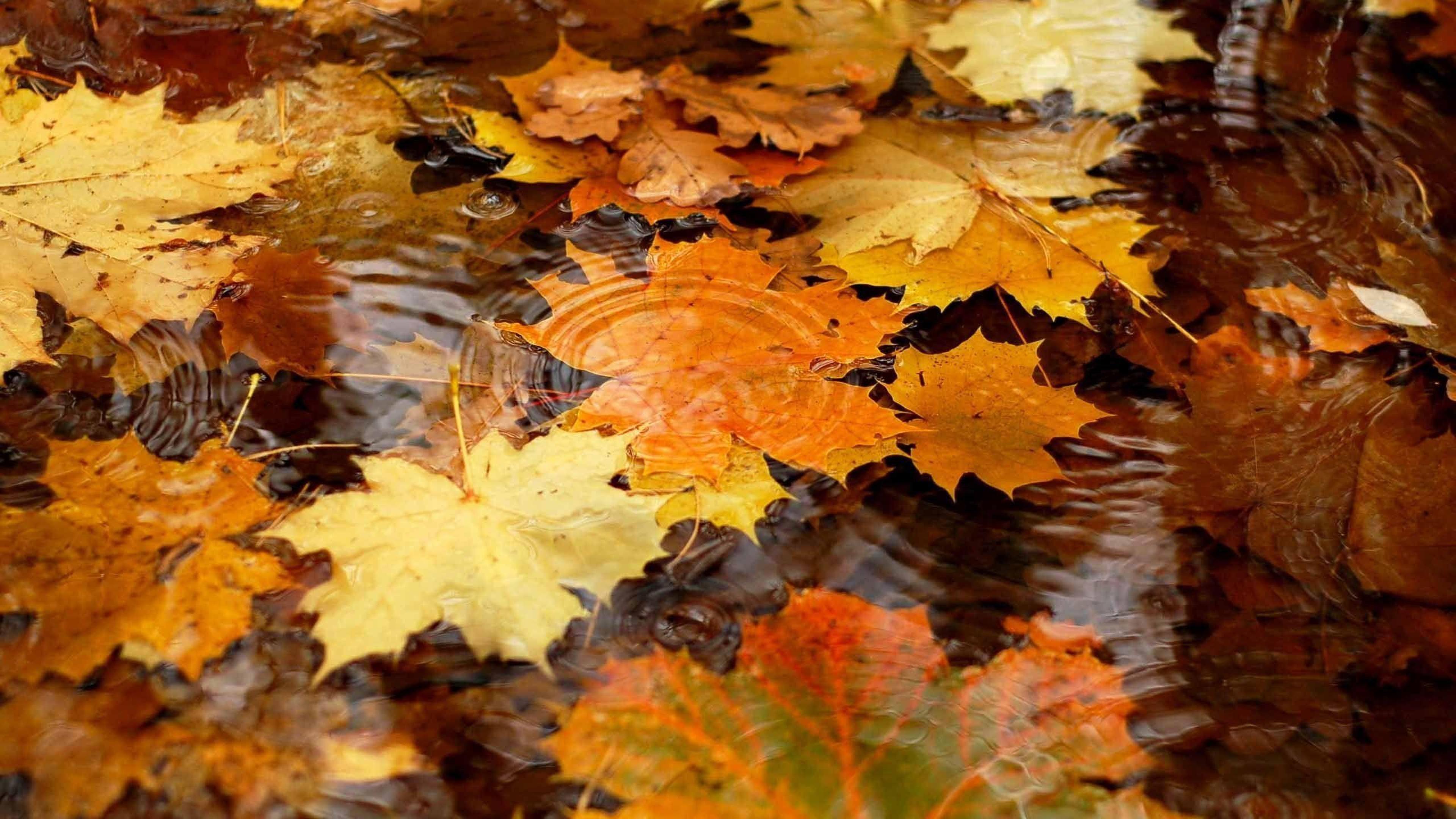 Autumn leaves in the rain water