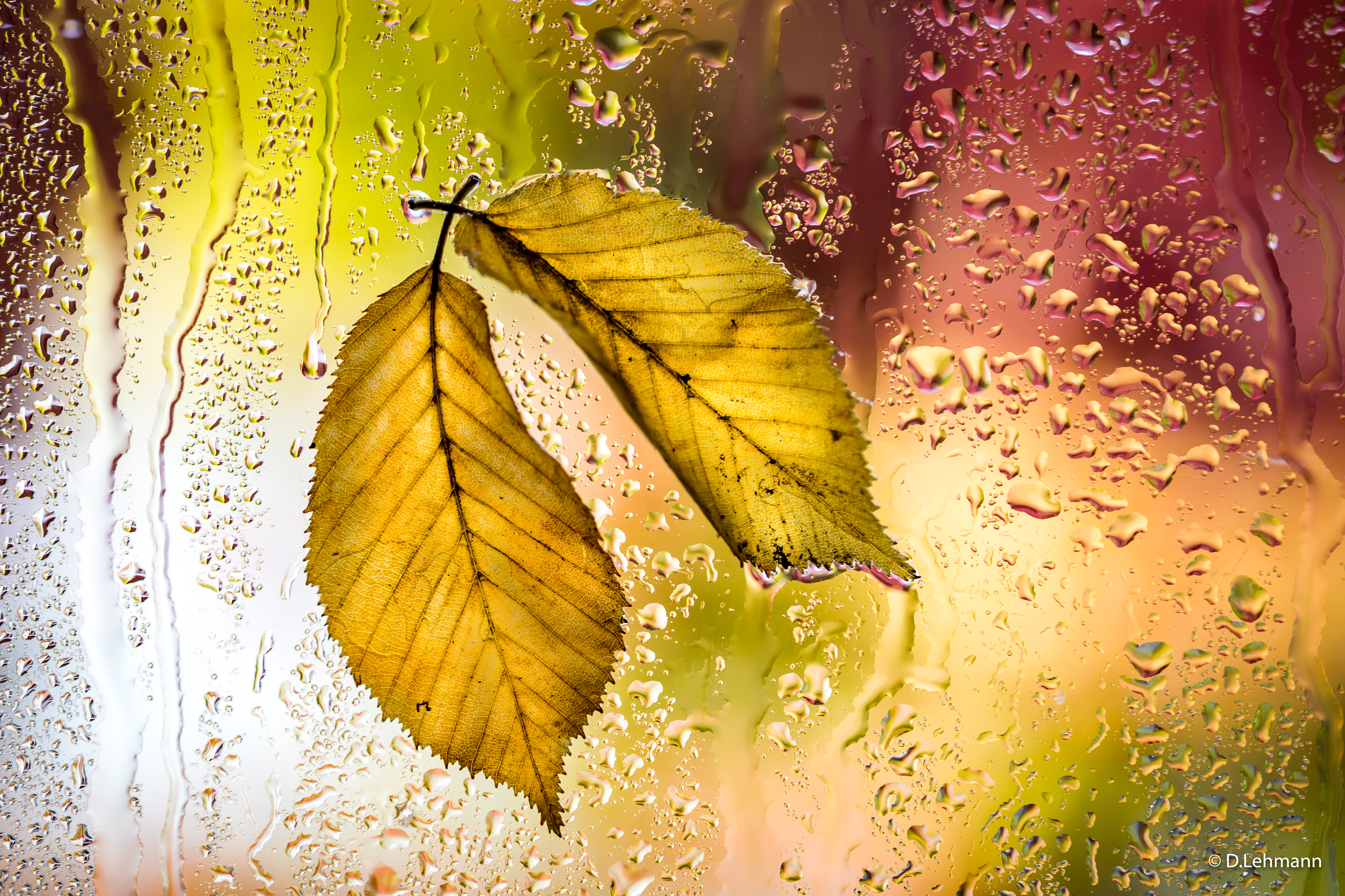 Autumn leaves on rainy window Wallpaper for Desktop