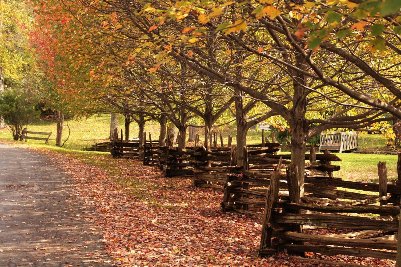 automne, Season, Nature, Landscapes, Rain, Fall, Wallpaper, Leaf, Tree, Campaign, Wet Wallpaper HD / Desktop and Mobile Background