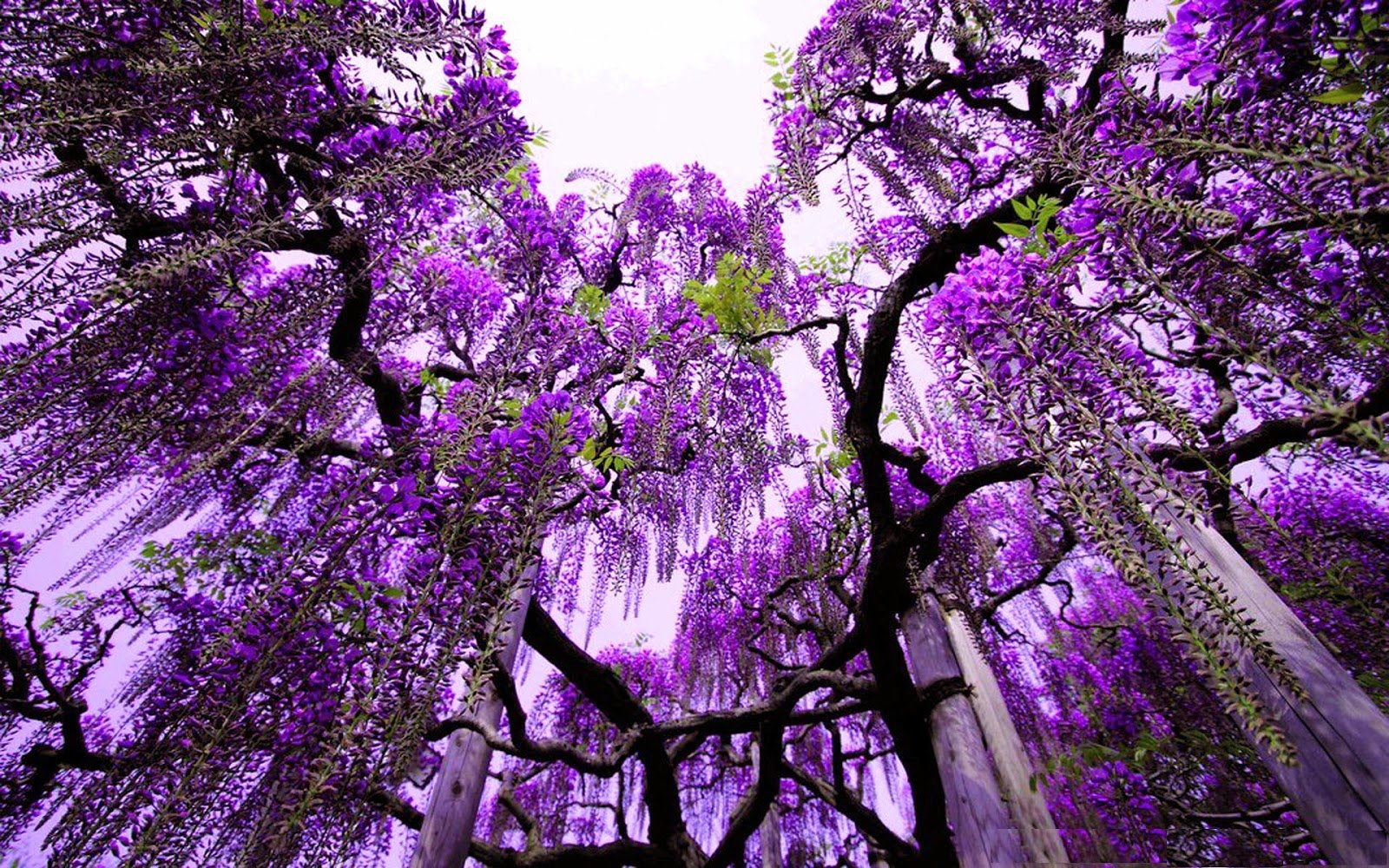 Purple Nature Wallpaper