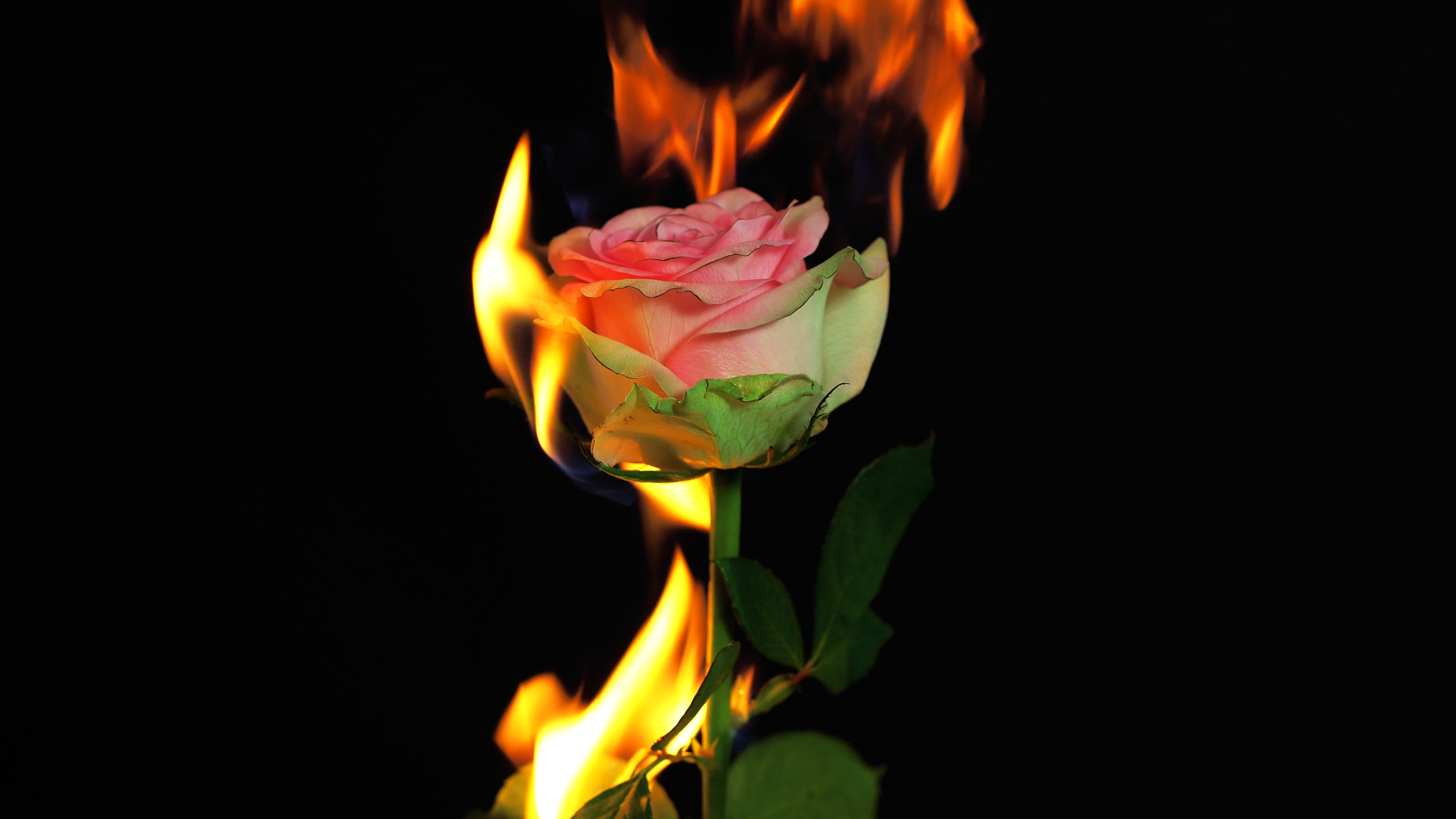 Wallpaper, flowers, fire 3840x2160